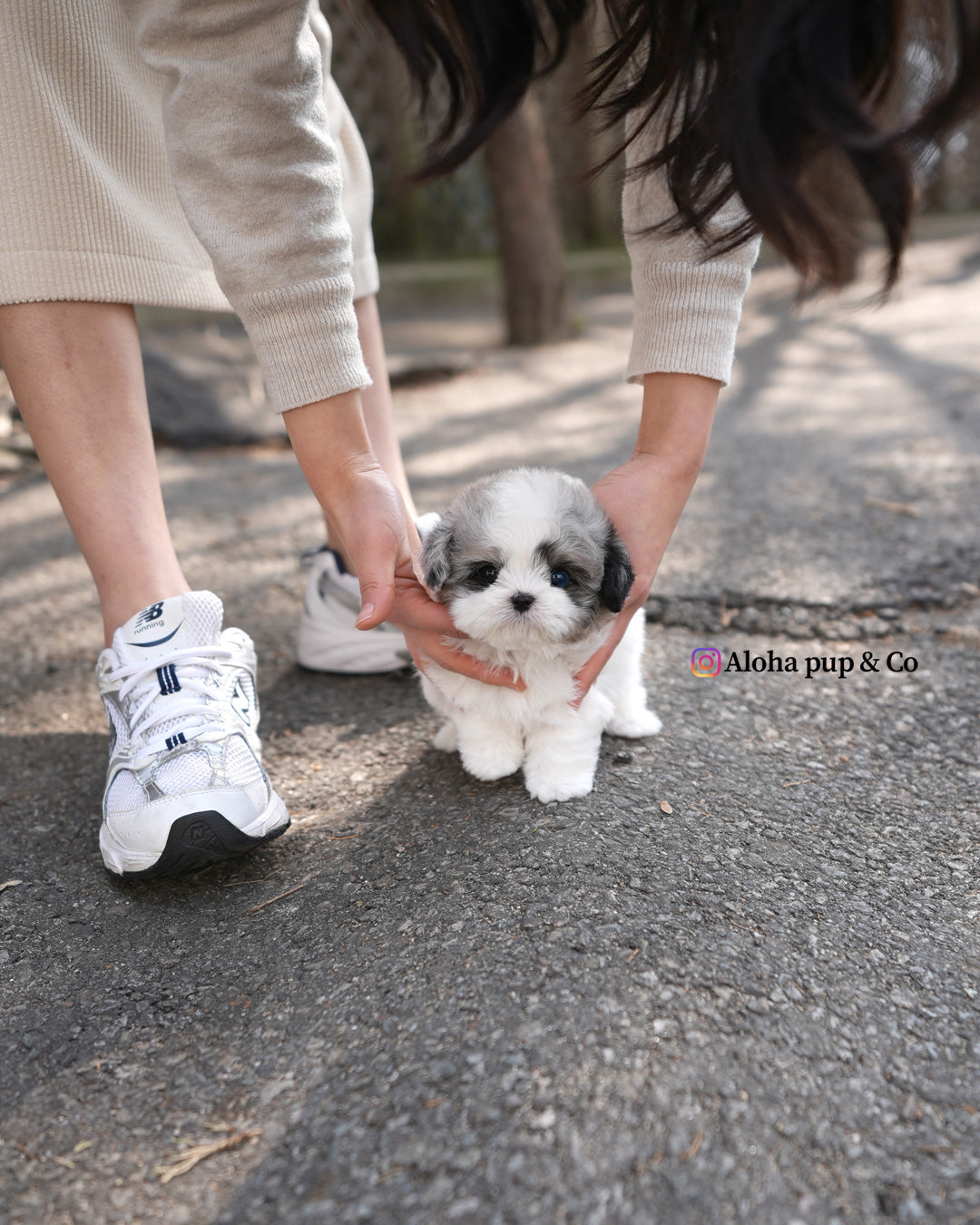 Buddy [TEACUP MALTIPOO]