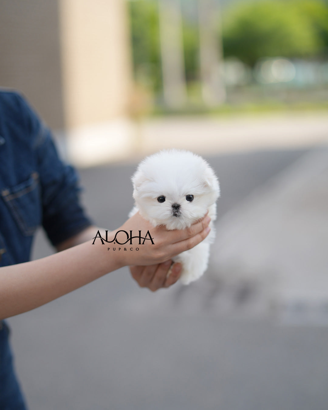 Zen [TEACUP Maltese]