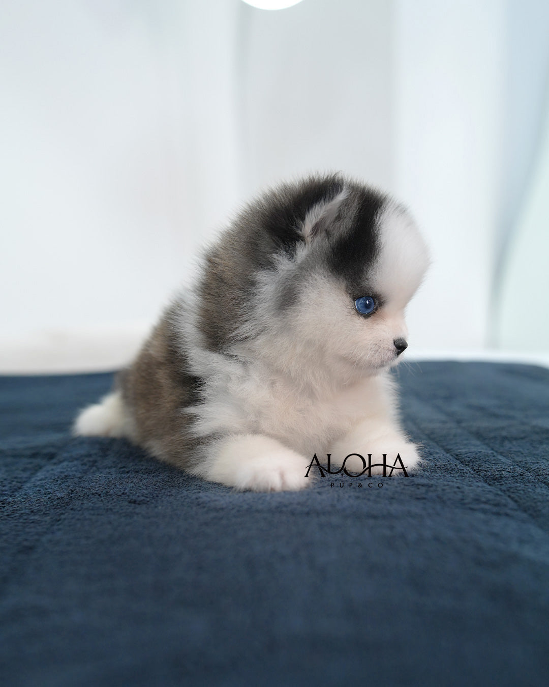 Avie [Mini POMSKY]