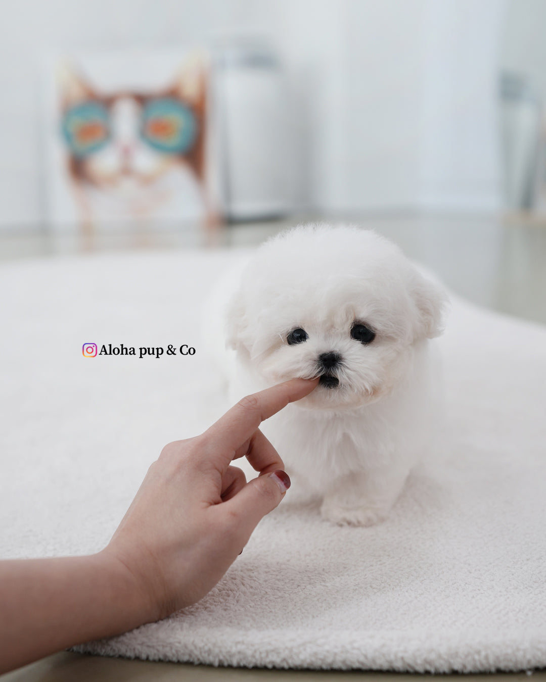 Mayo [BICHÓN TAZA DE TÉ]