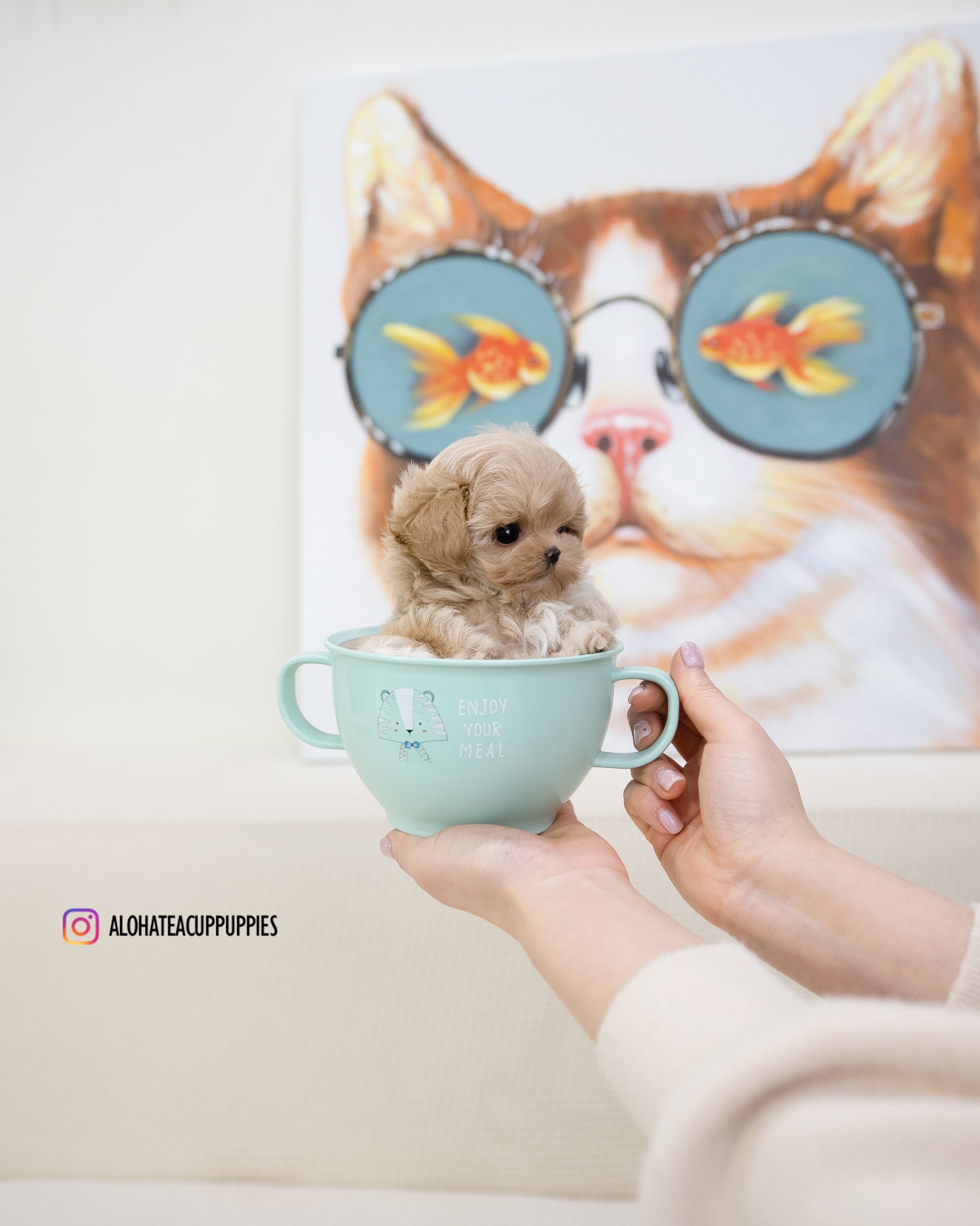 Ciel [TEACUP MALTIPOO]