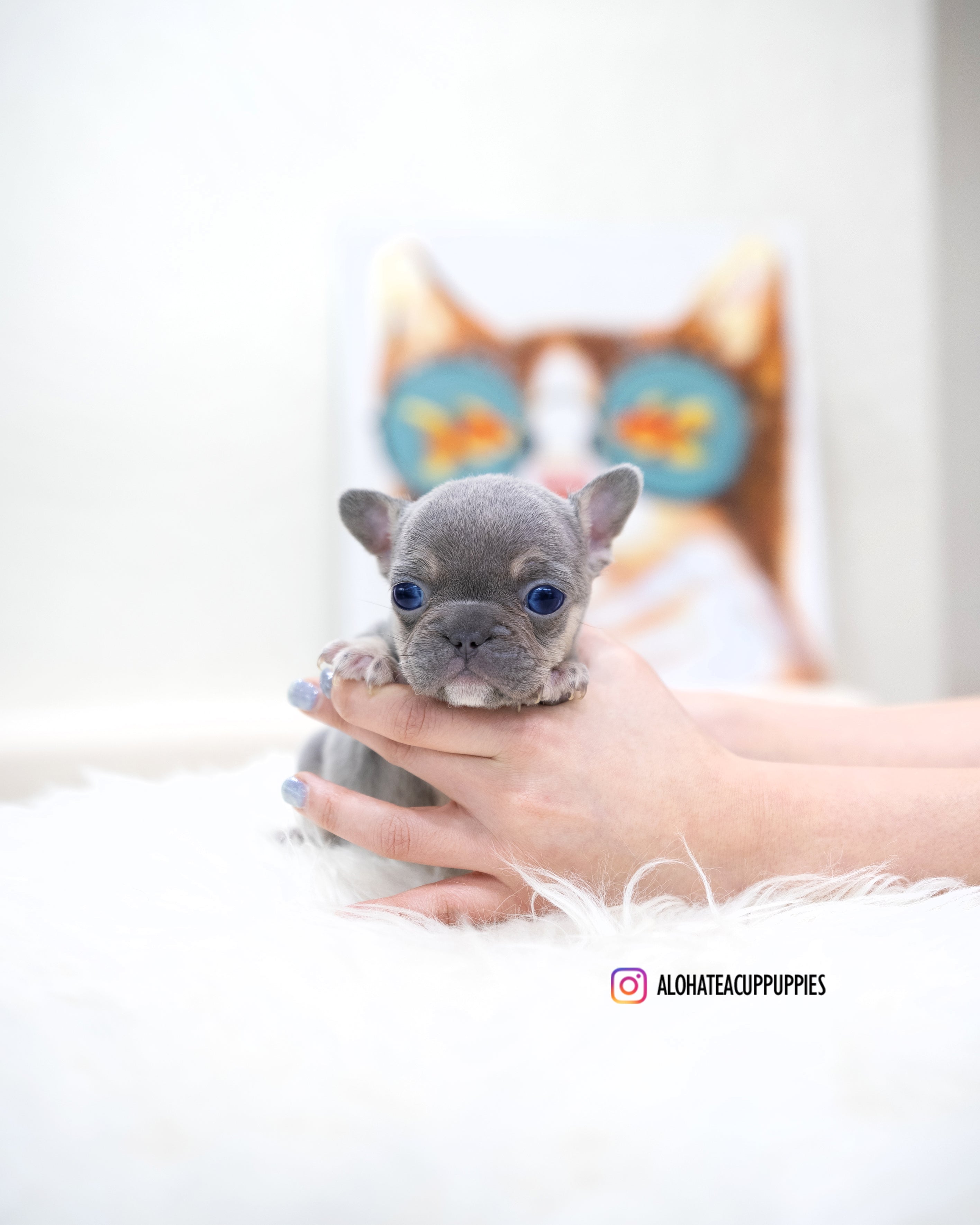Gary [TEACUP FRENCH]