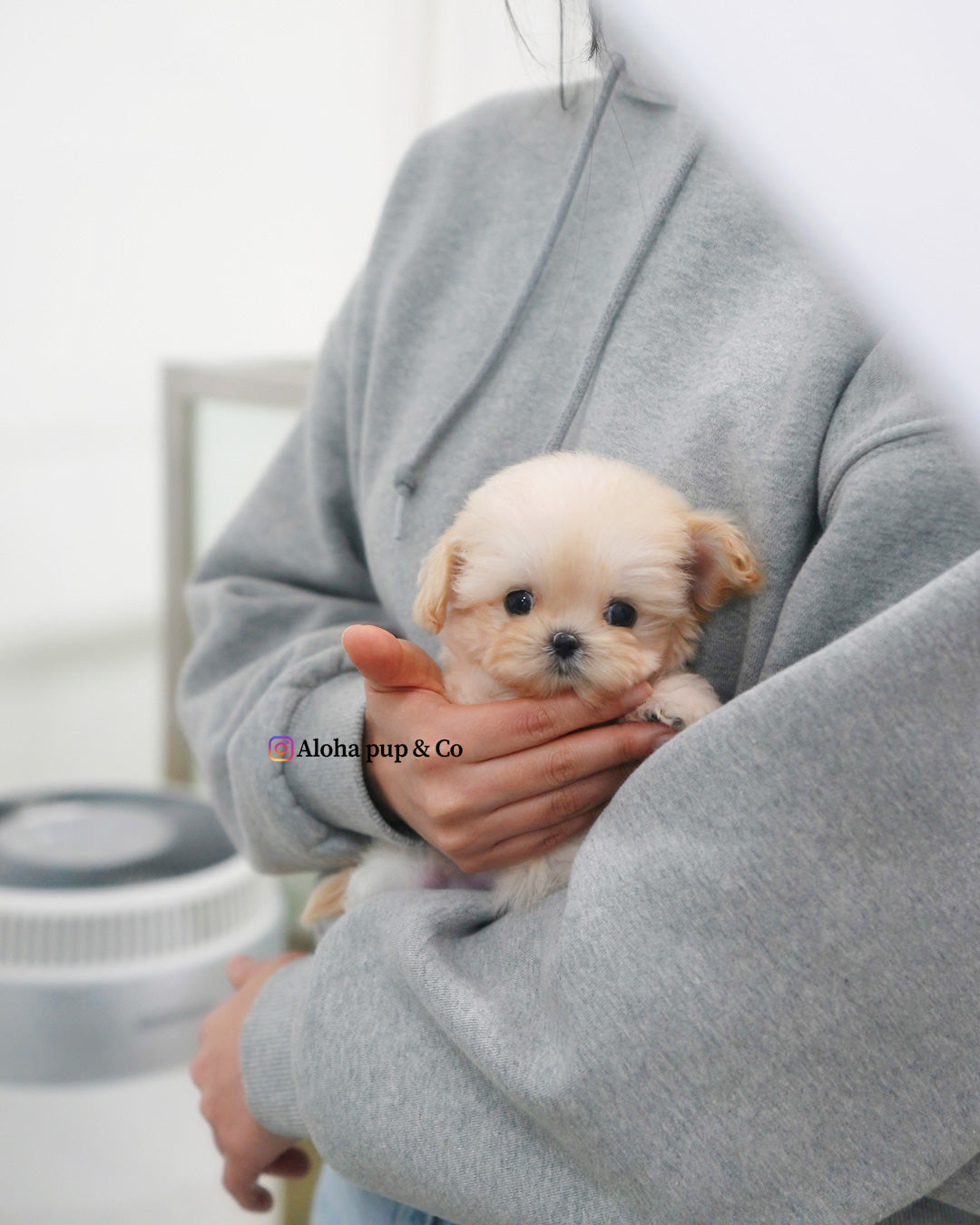 Avril [TEACUP MALTIPOO]