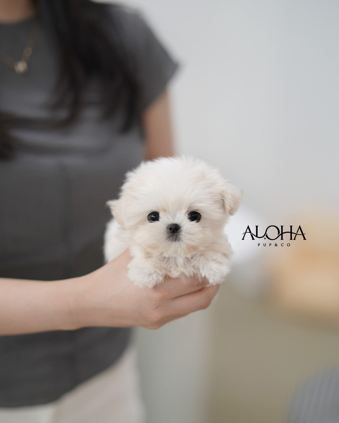 Ben [TEACUP Maltese]