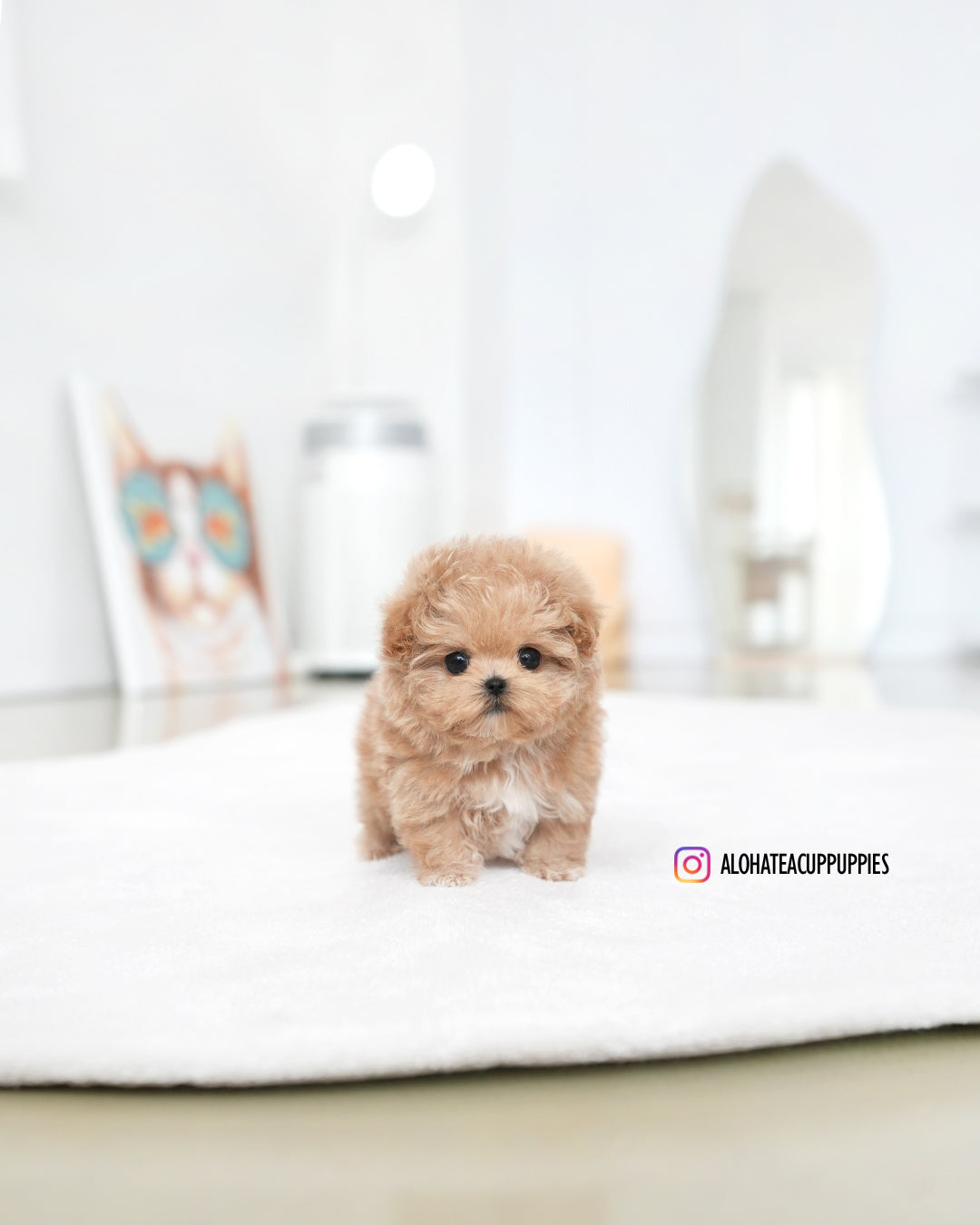 Paco [TEACUP MALTIPOO]