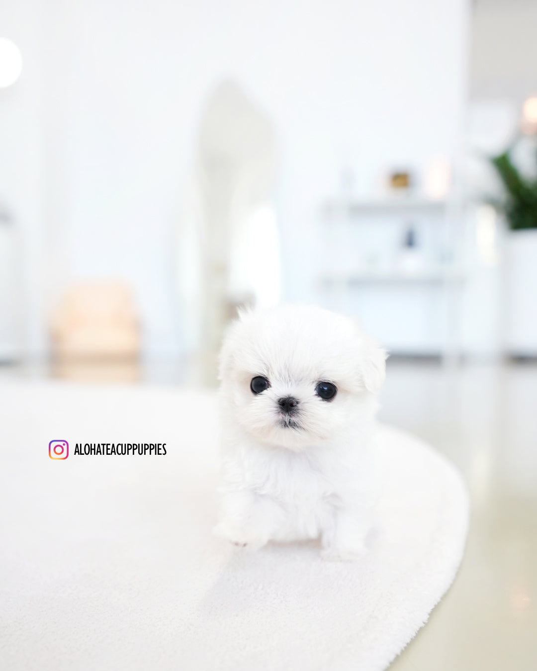 Joel [TEACUP MALTESE]