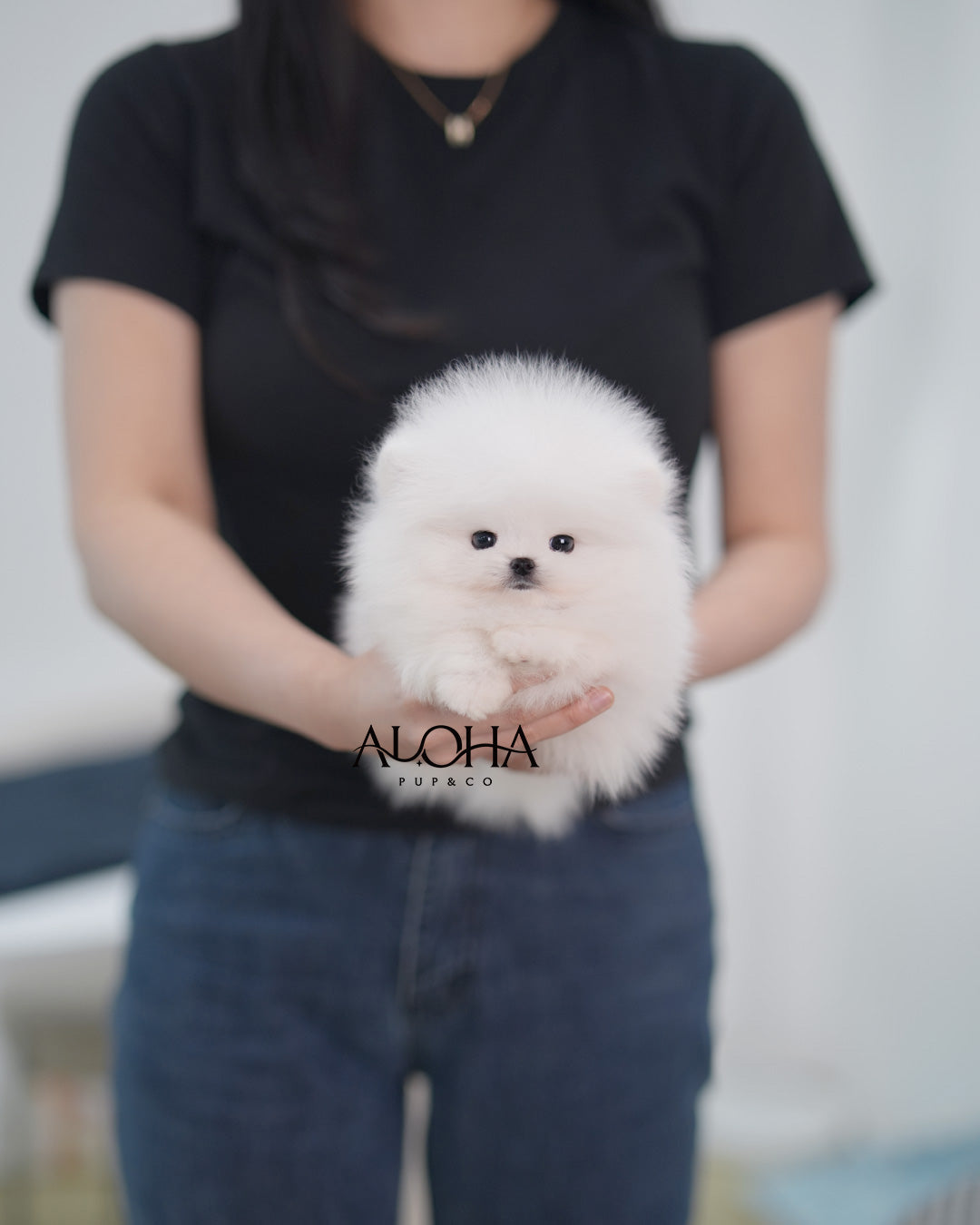 Fluff [TEACUP POMERANIAN]