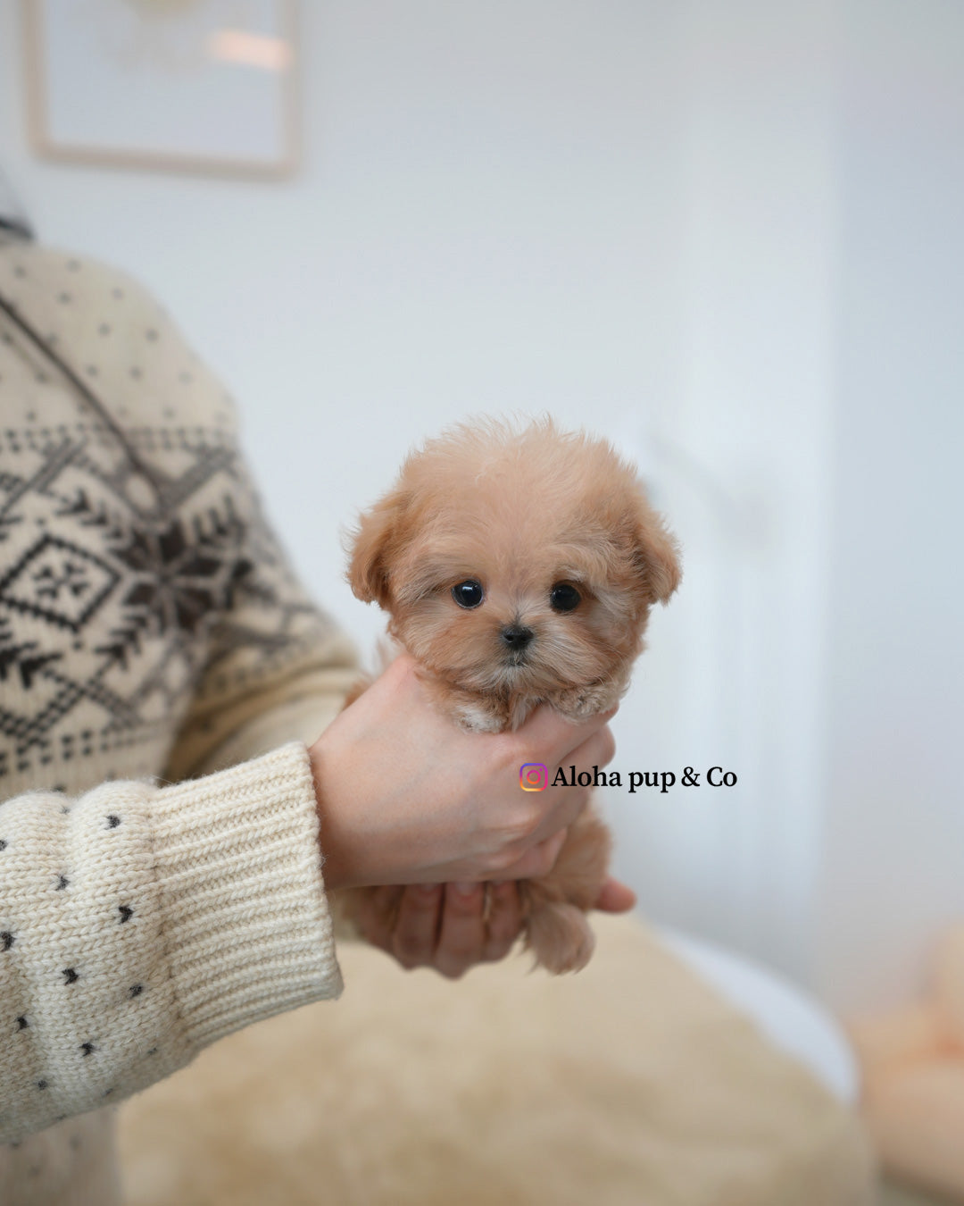 Mite [TEACUP MALTIPOO]