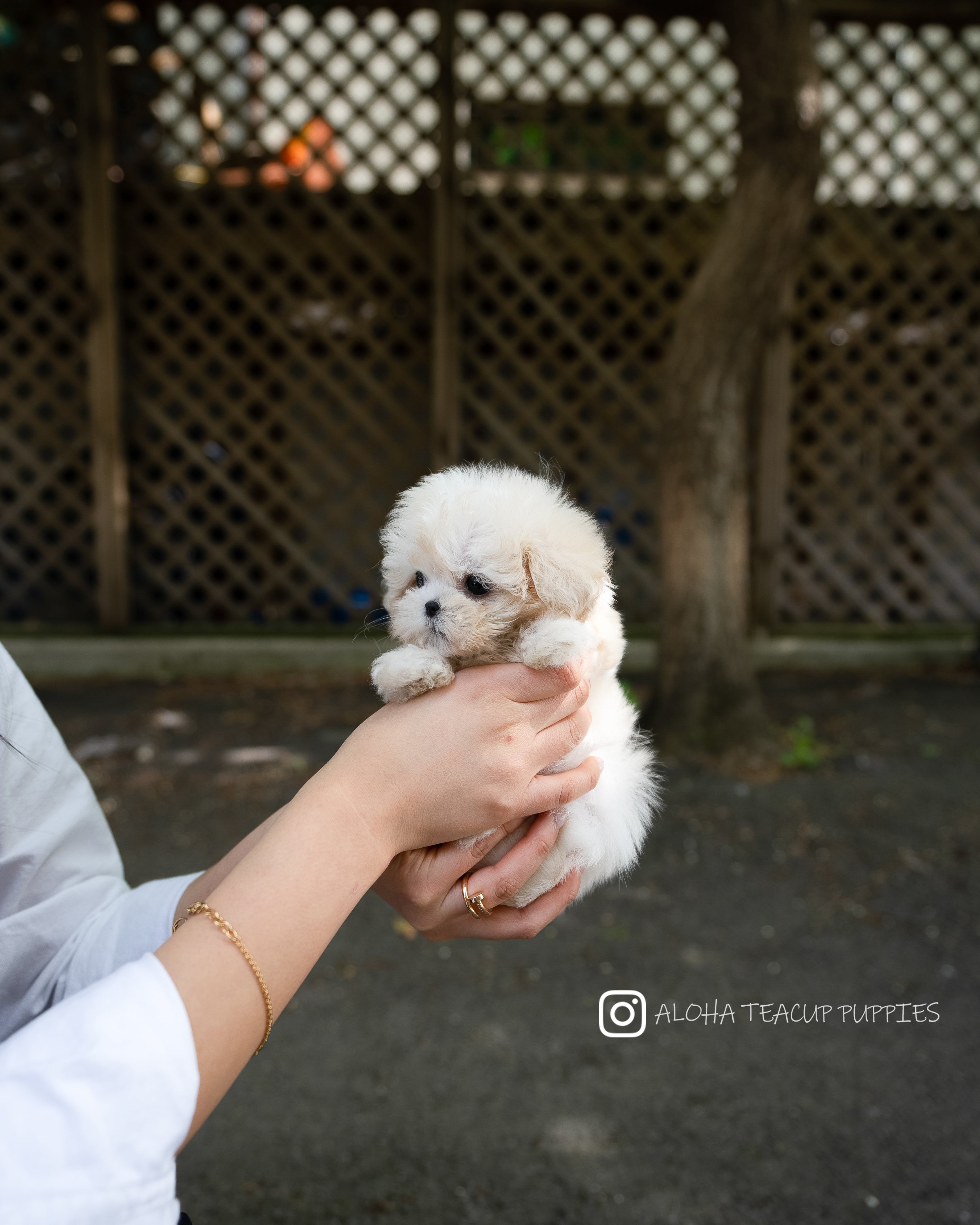 Ari [TEACUP MALTIPOO]