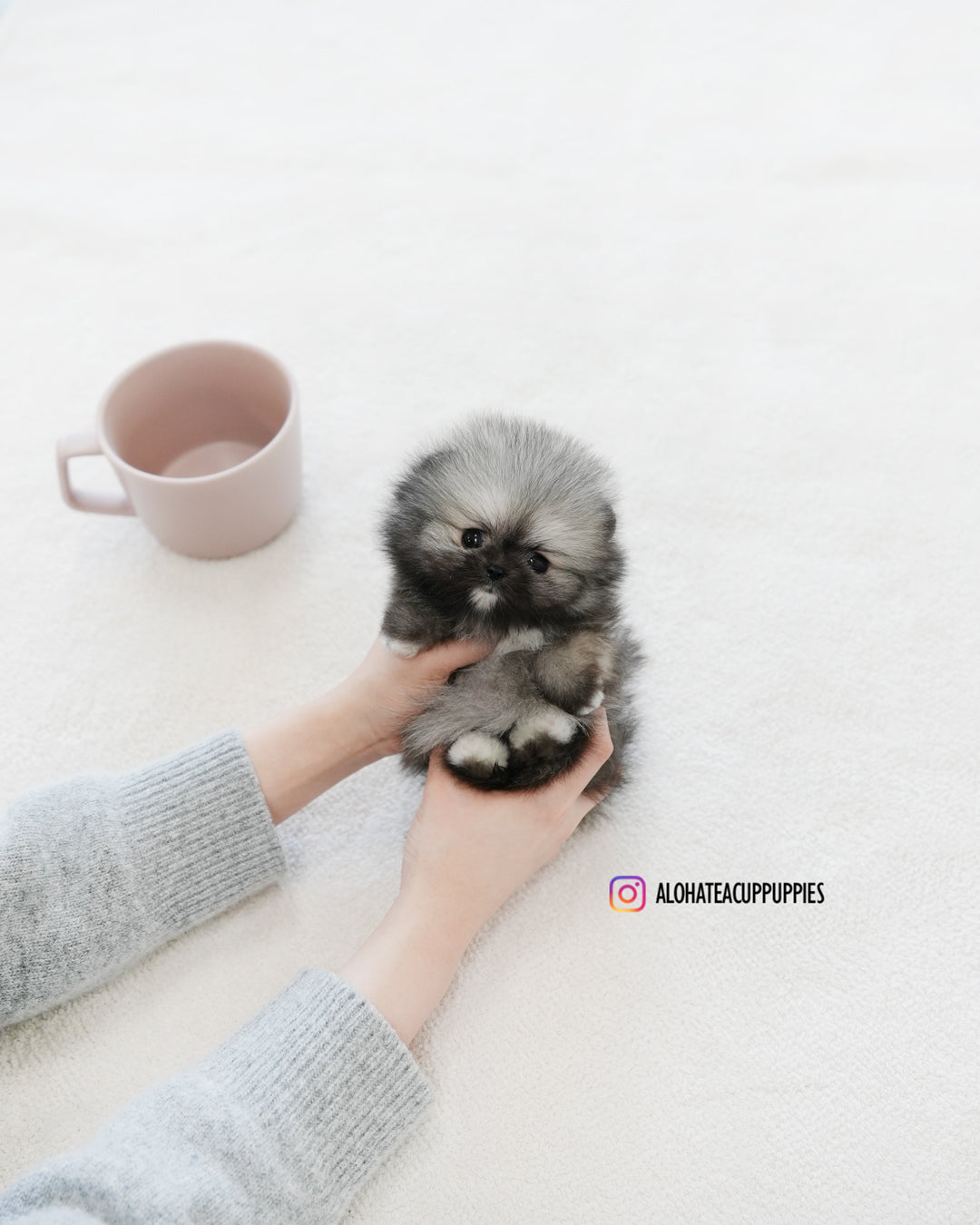 宝格丽 [茶杯博美犬]