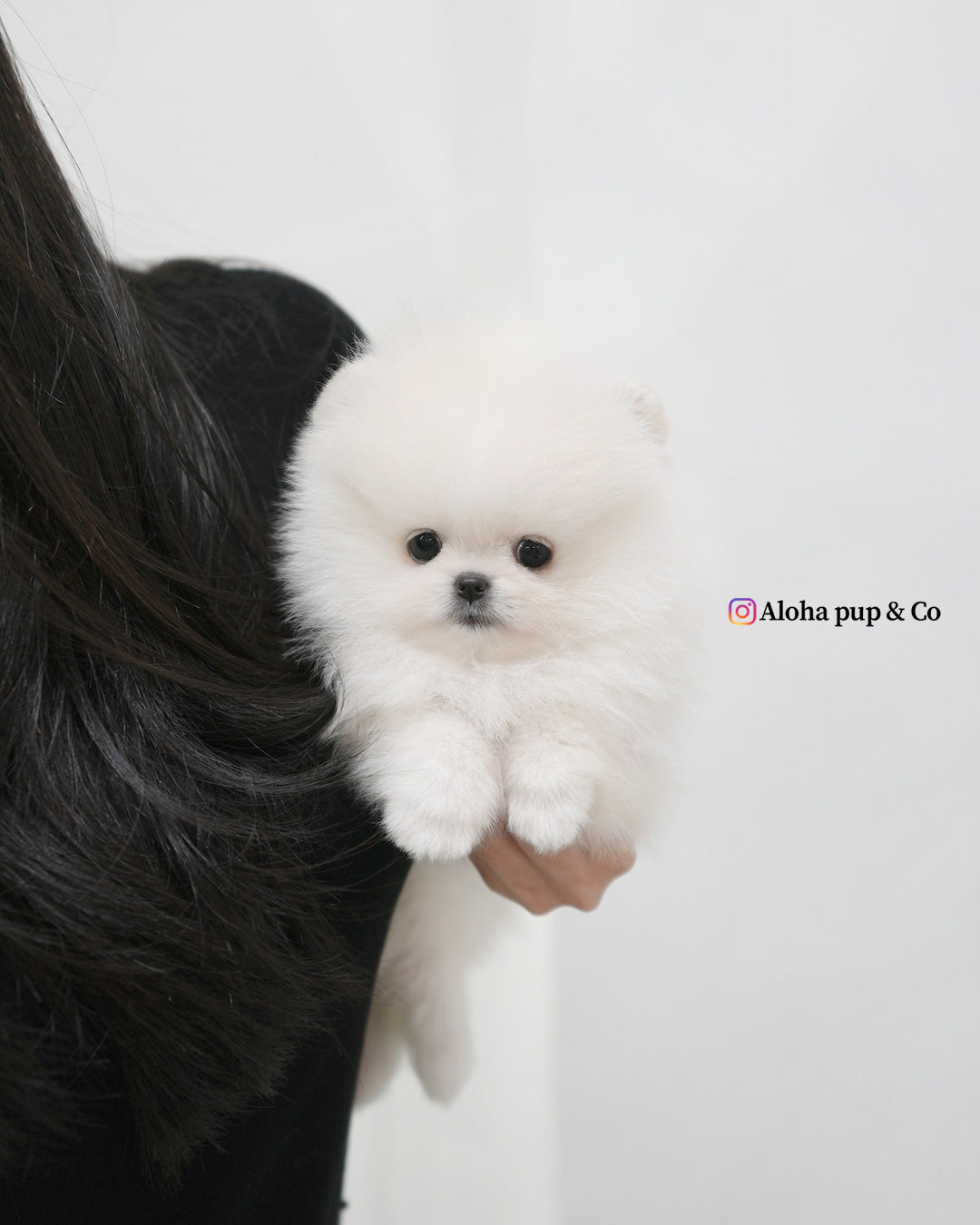 Snowy [POMERANIA TAZA DE TÉ]