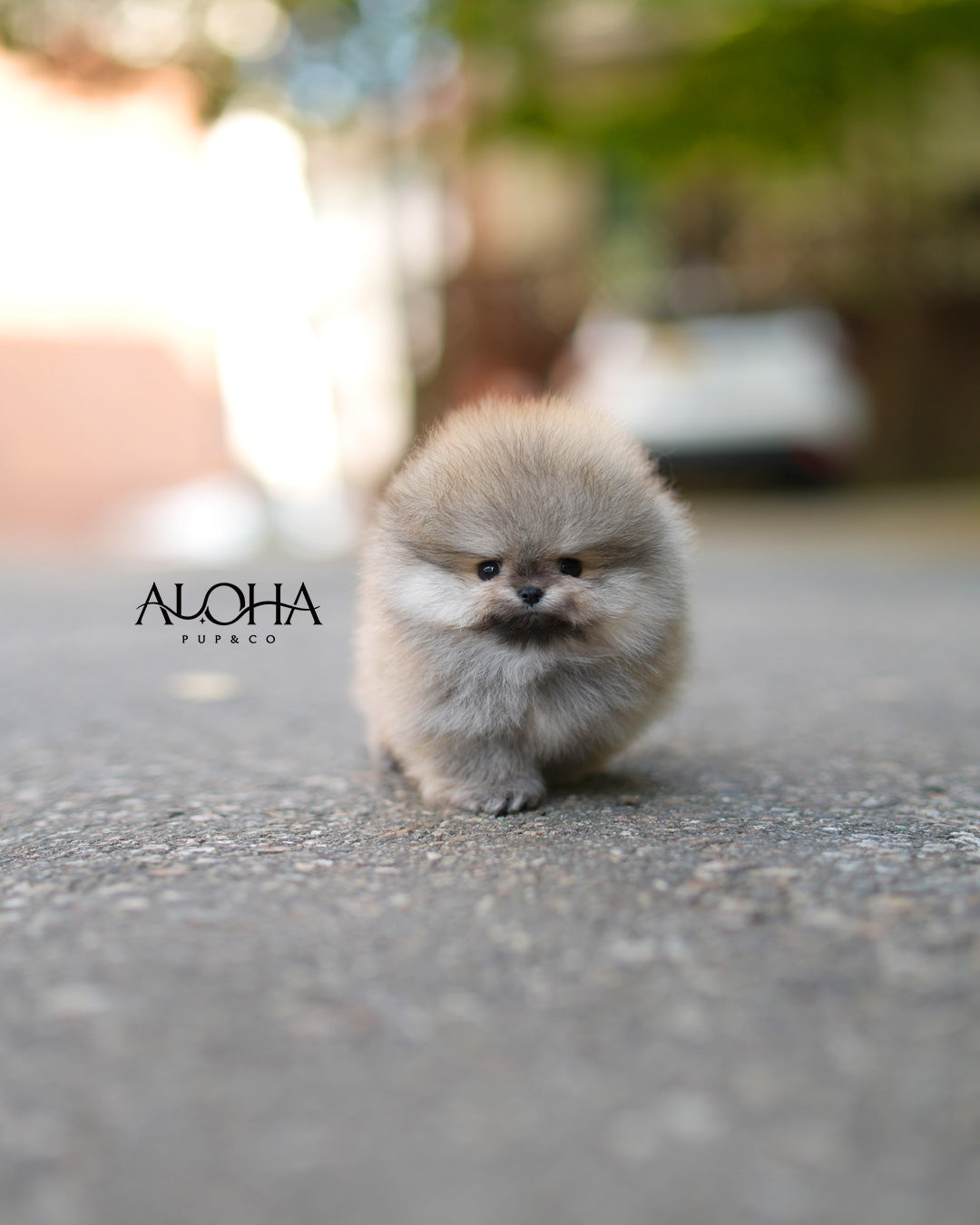 Bizcocho [POMERANIA TACITA DE TÉ]