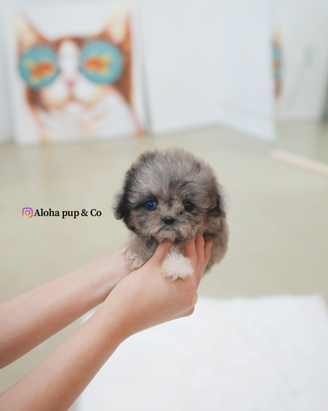 Marine [TEACUP MALTIPOO]