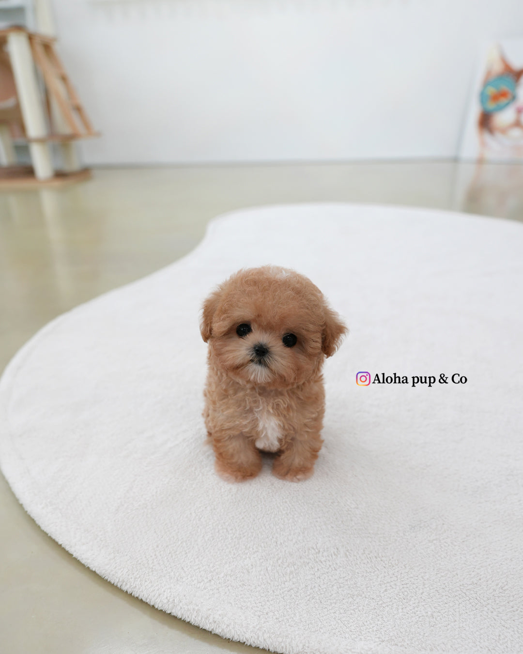 Holly [TEACUP MALTIPOO]