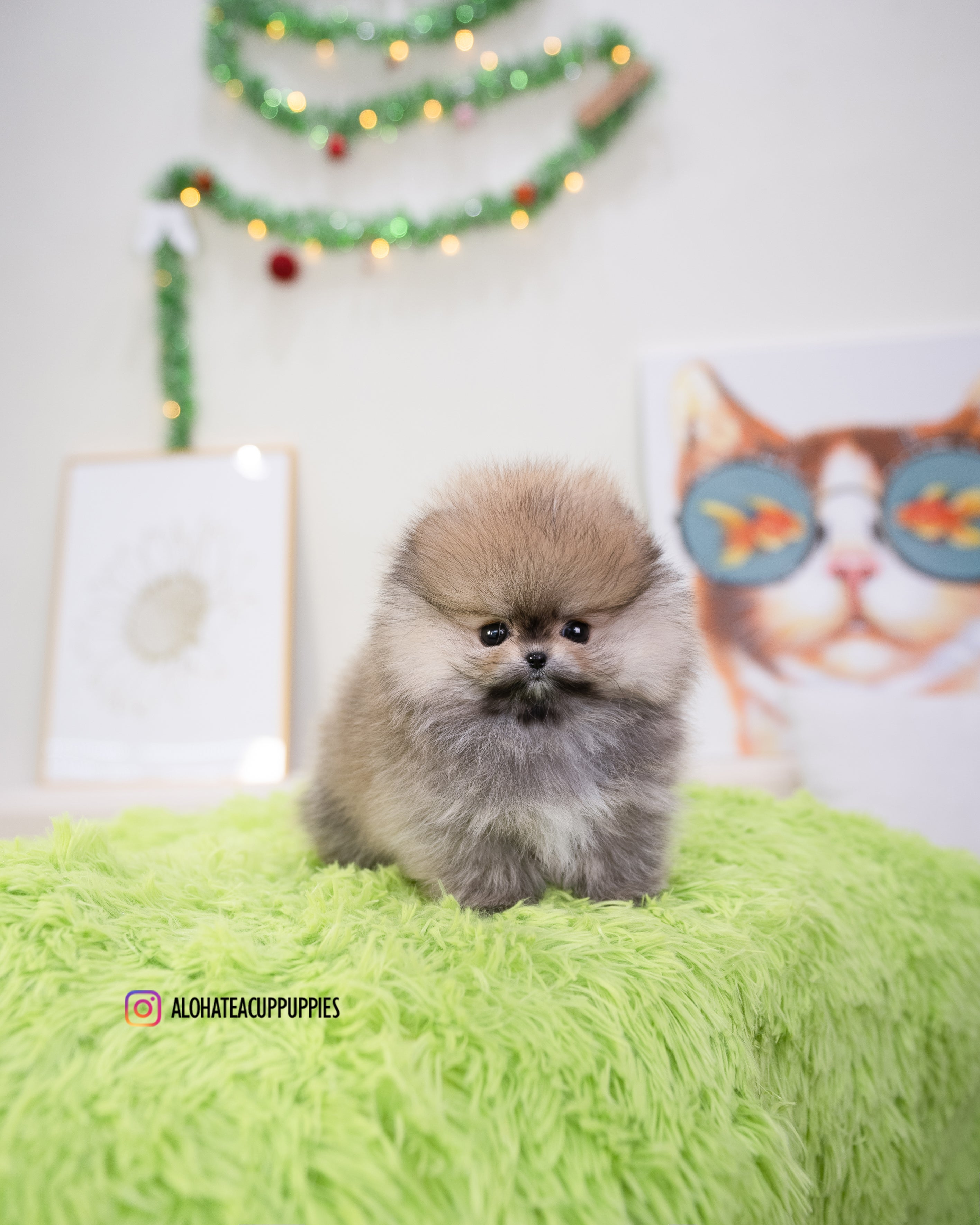 Enzo [POMERANIA TAZA DE TÉ]