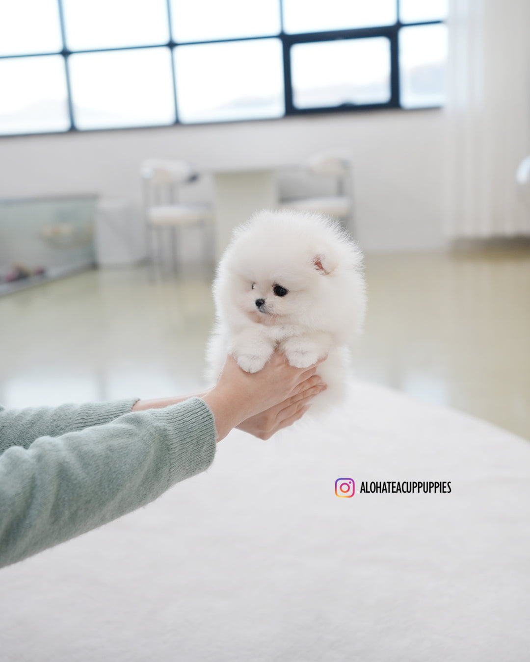 Bianca [POMERANIA TAZA DE TÉ]