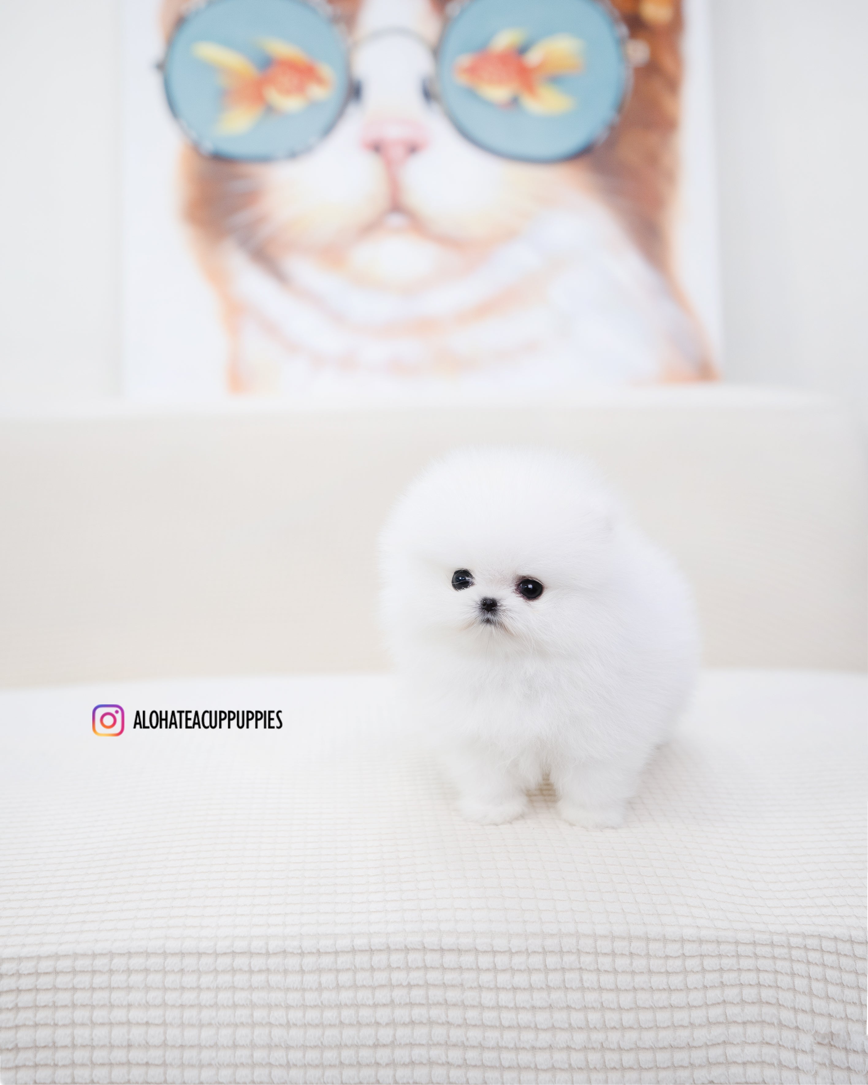 Milk [POMERANIA TAZA DE TÉ]