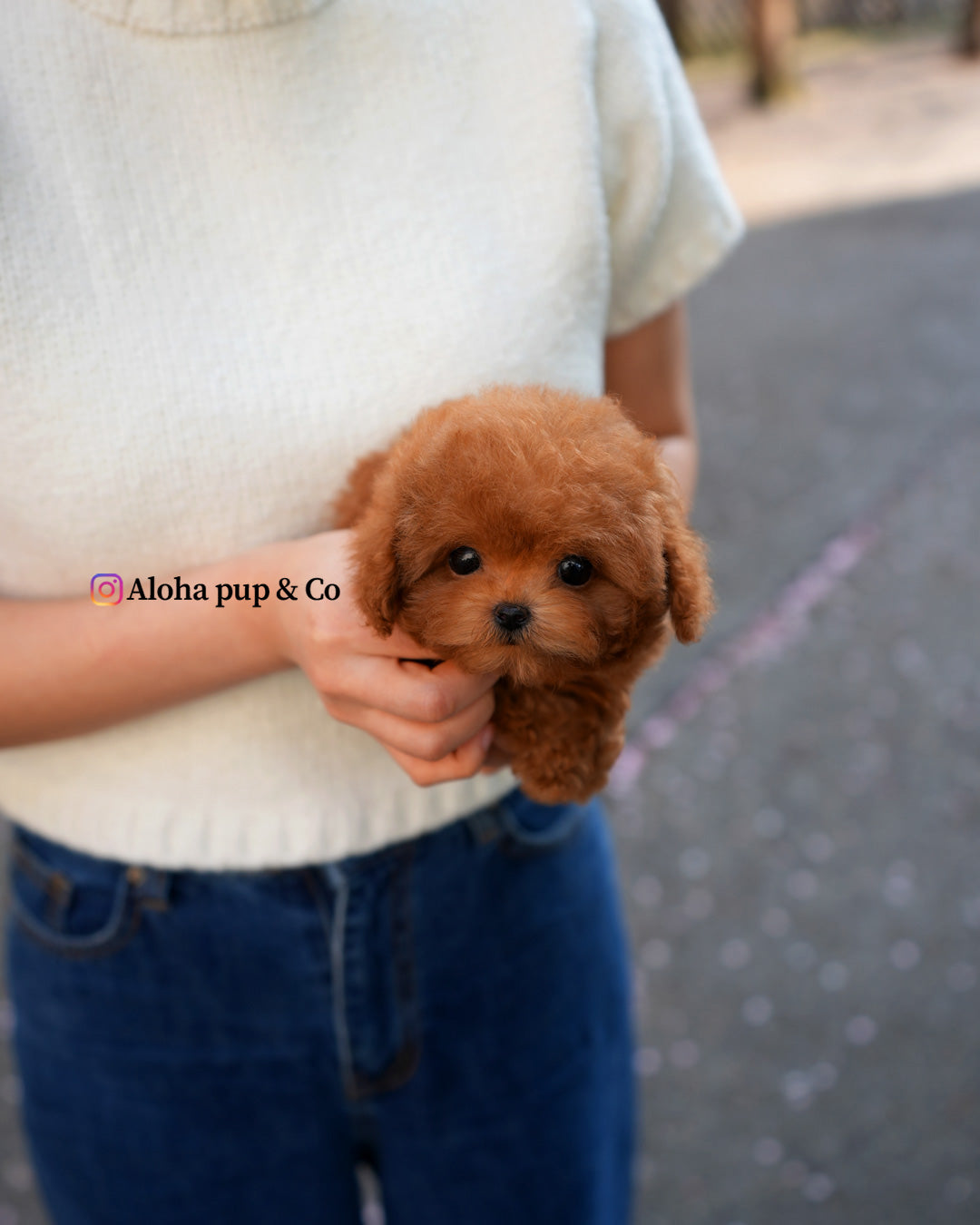 Jed [TEACUP POODLE]