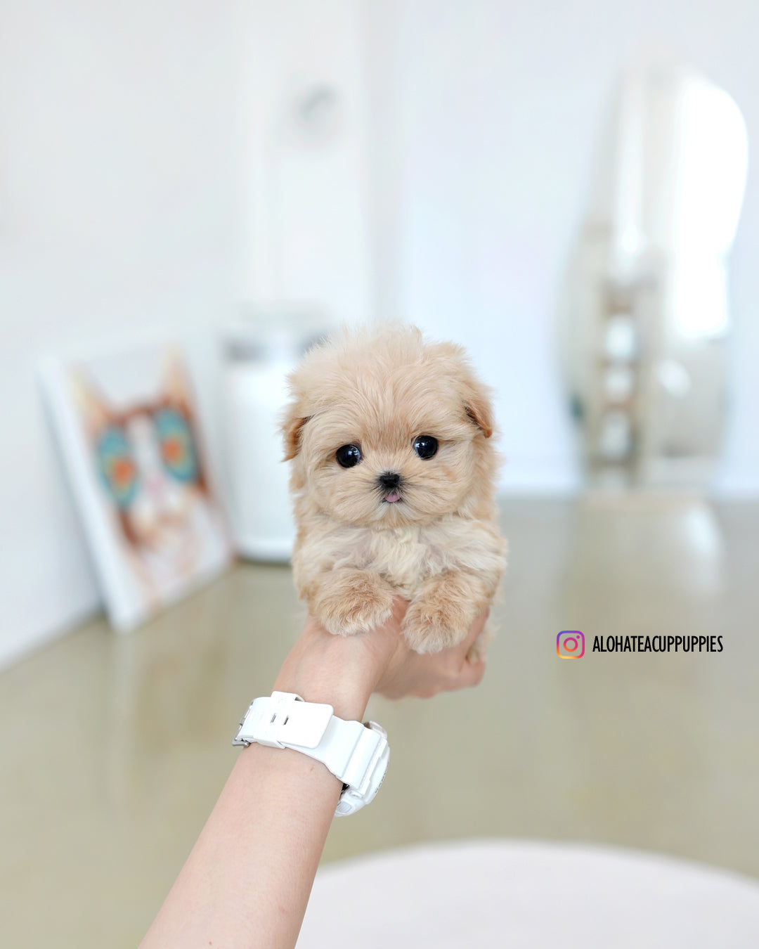 stacy [TEACUP MALTIPOO]