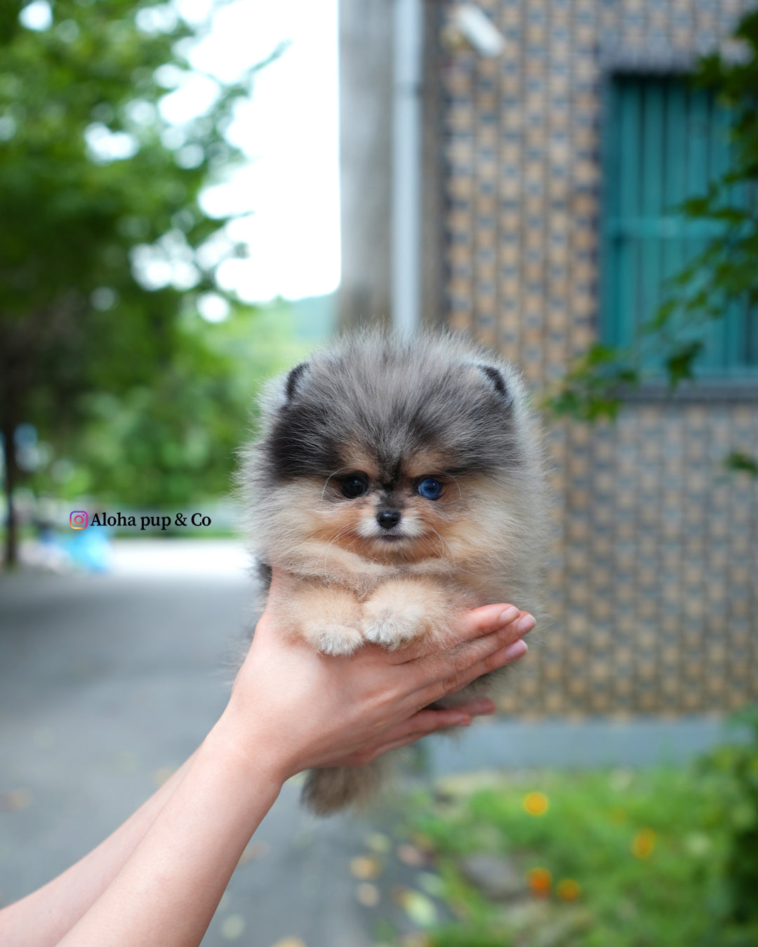 Lucian [POMERANIA TAZA DE TÉ]