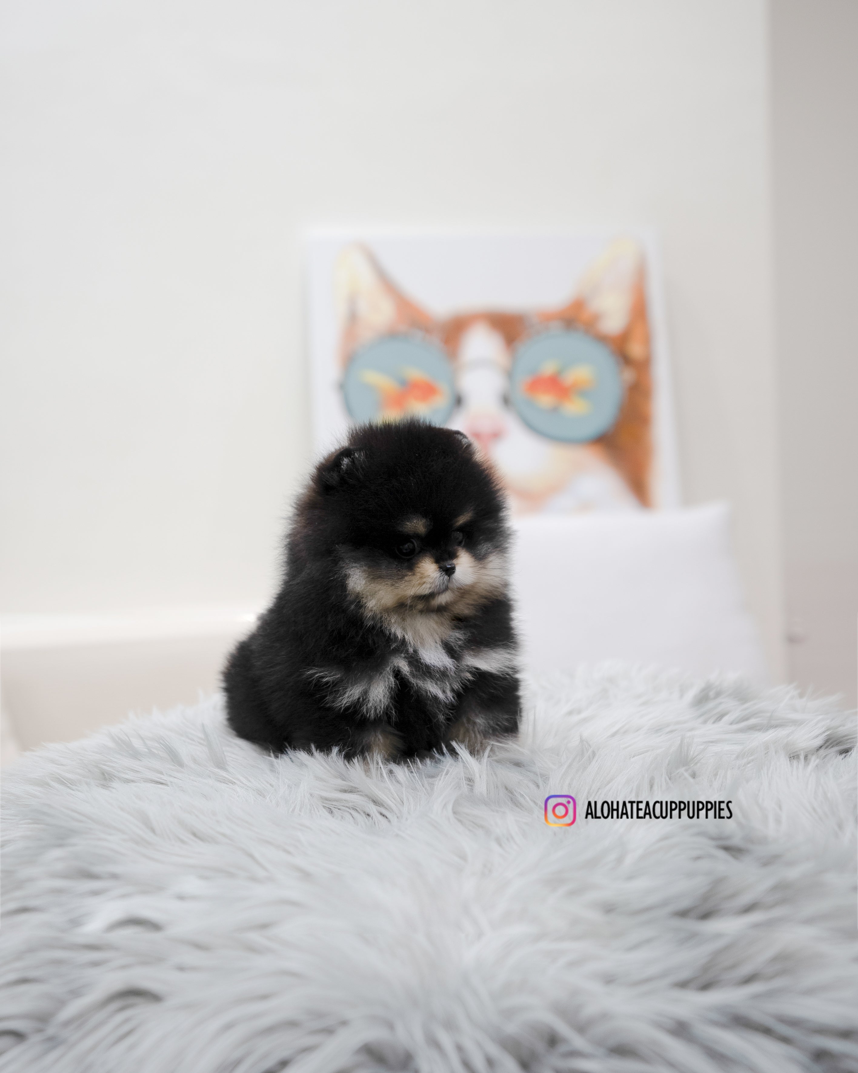 Ryan [TEACUP POMERANIAN]