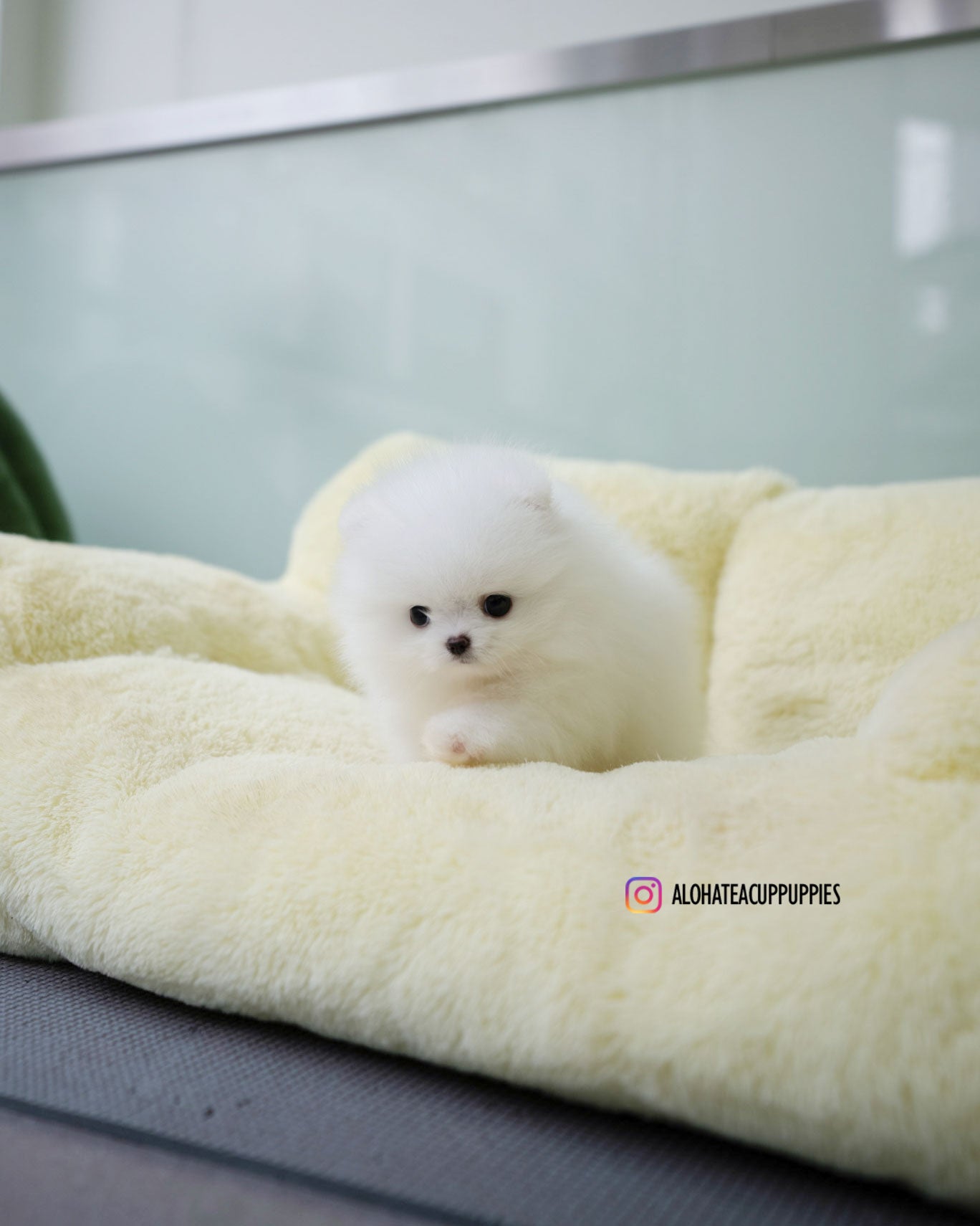 达西 [茶杯博美犬]