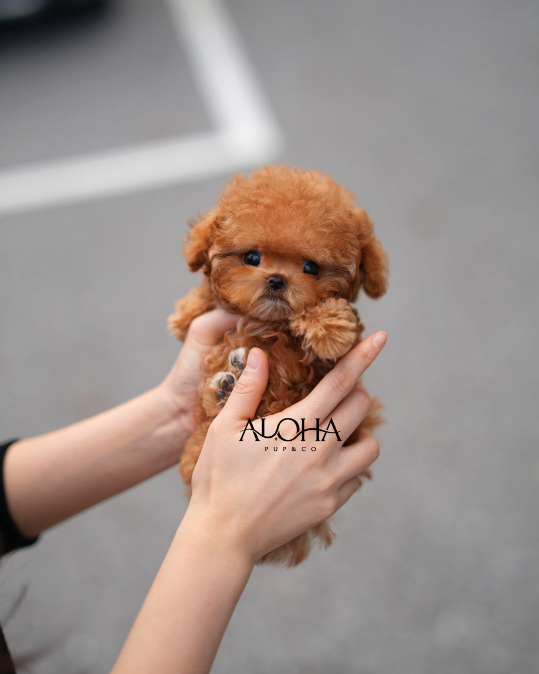 Macaron [TEACUP POODLE]
