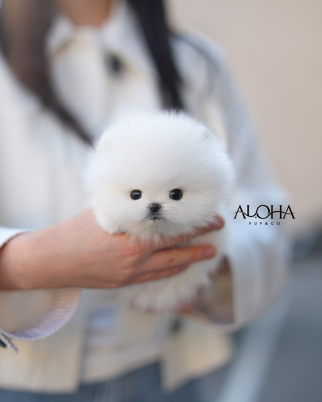Aria [TEACUP POMERANIAN]