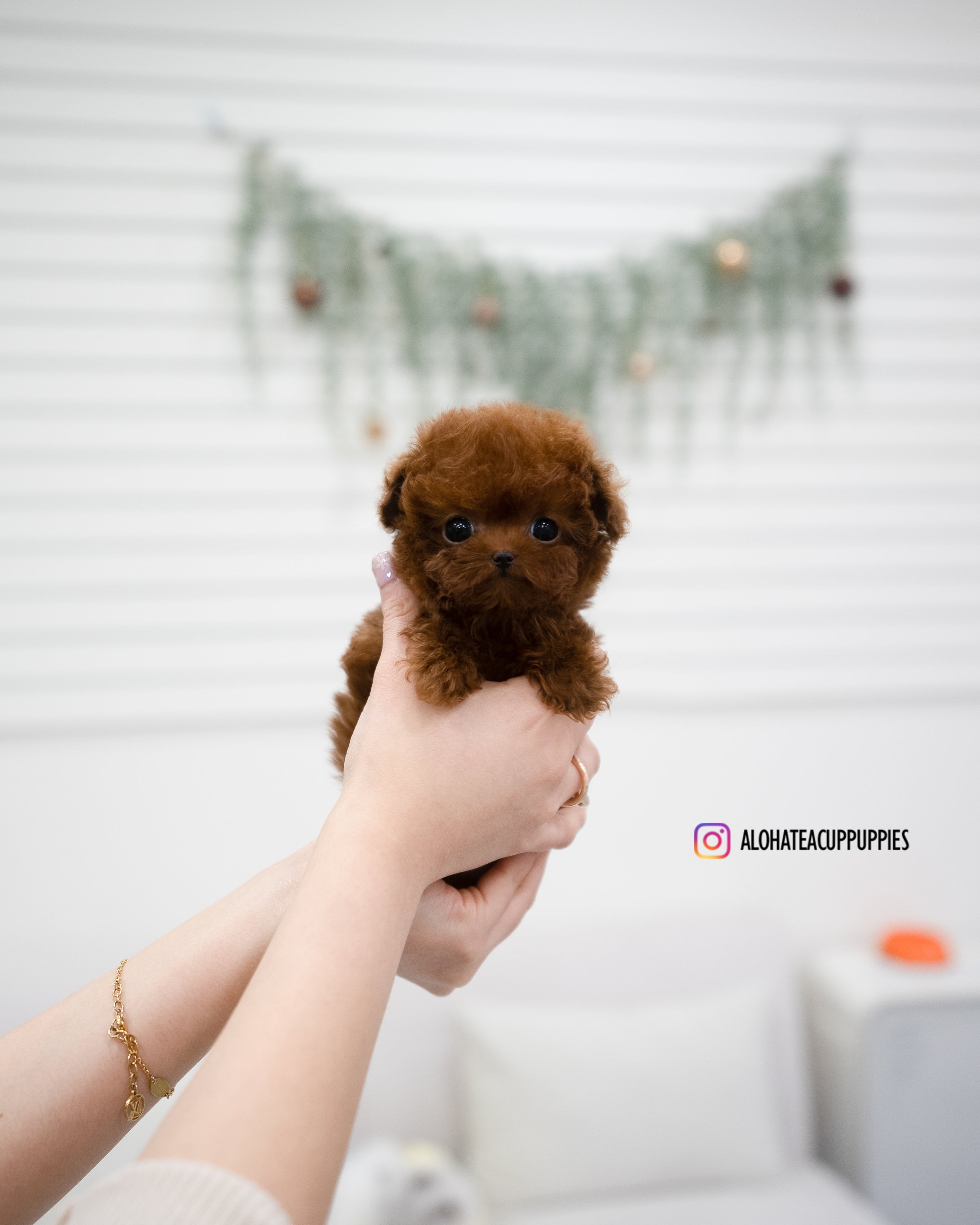Aria [Tiny POODLE]