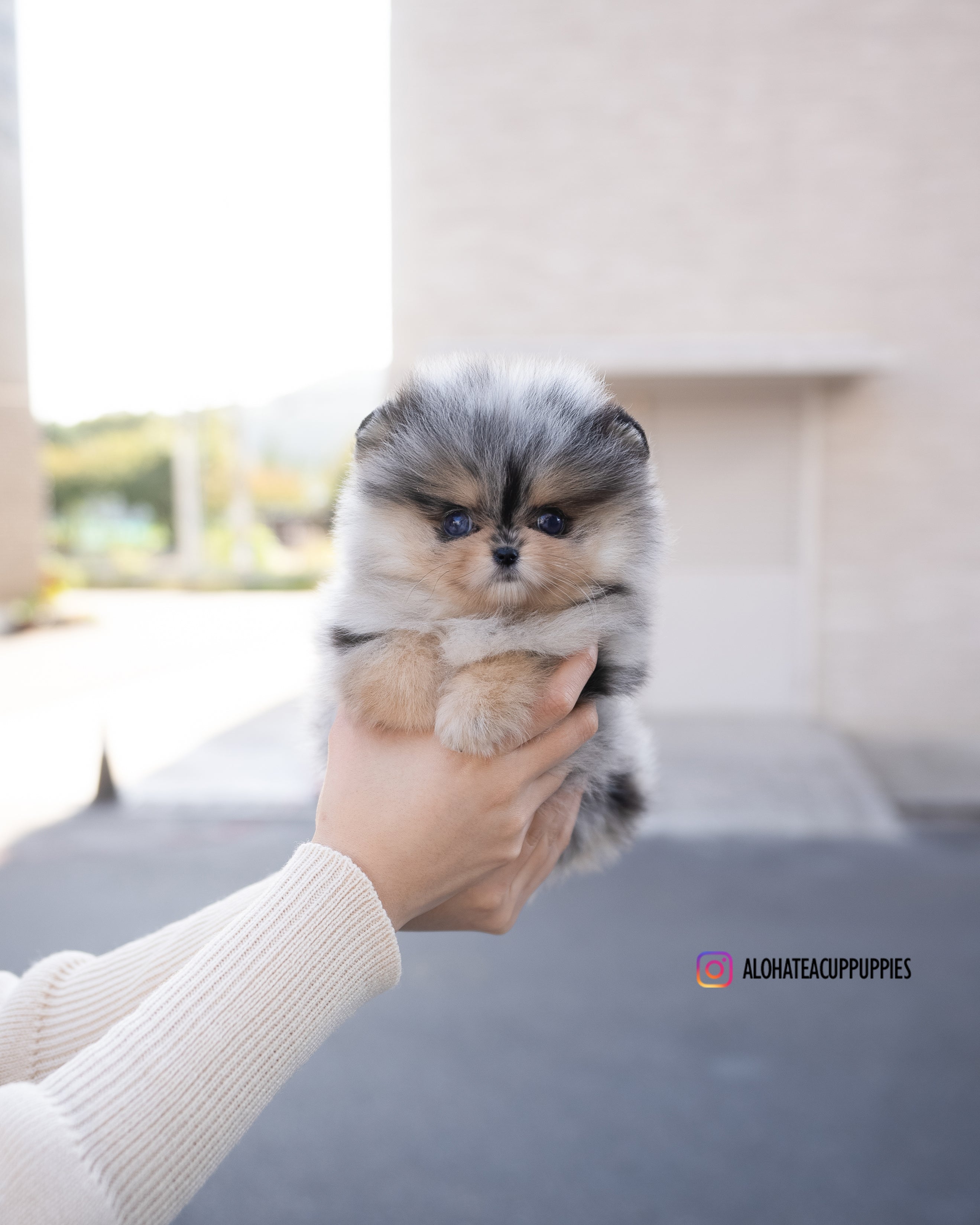 Esther [POMERANIA TAZA DE TÉ]