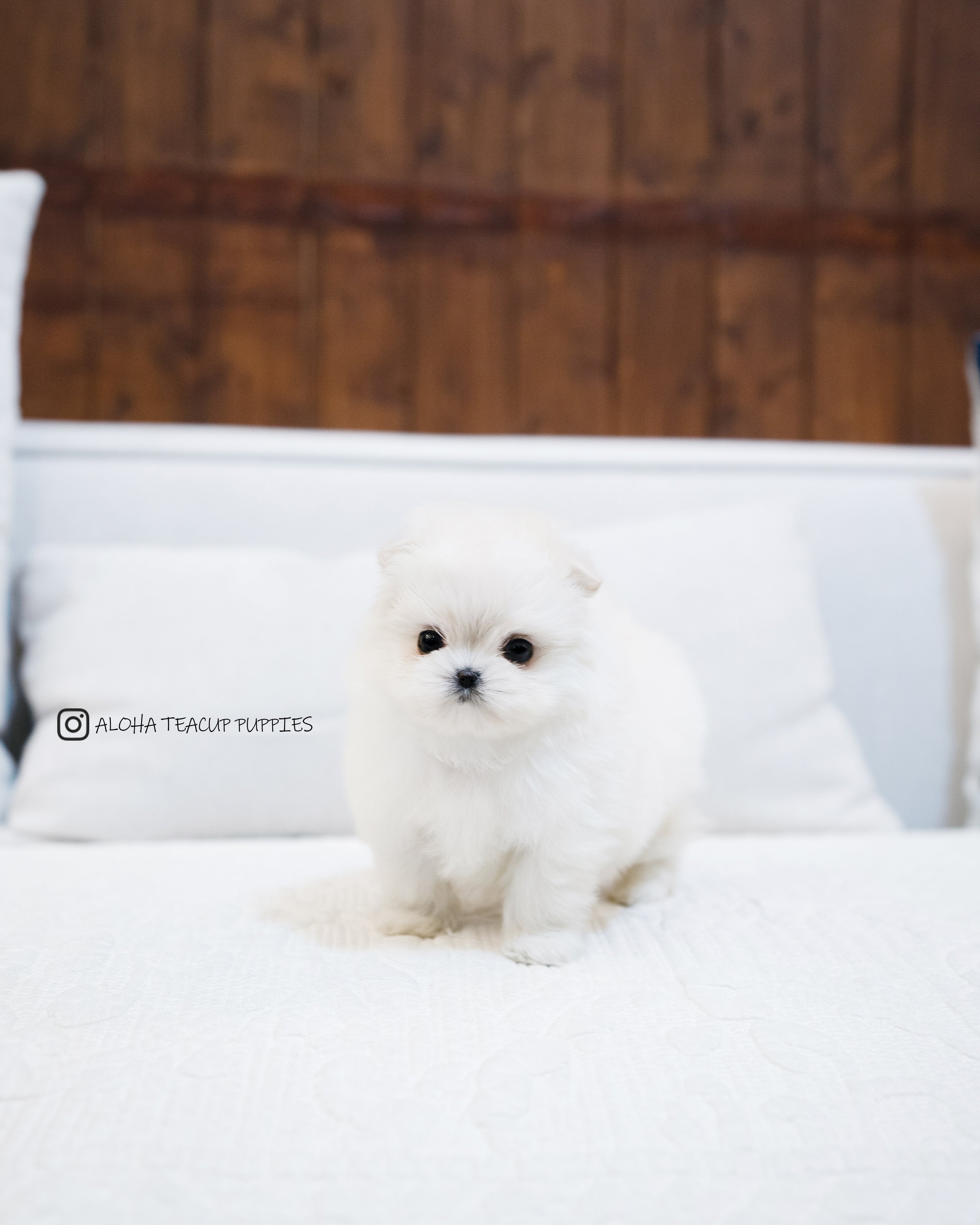 Luna [茶杯马尔济斯博美犬]