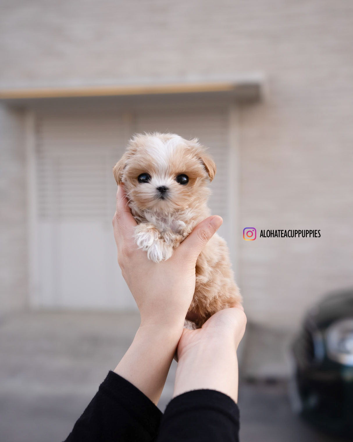 Lyn [TEACUP MALTIPOO]
