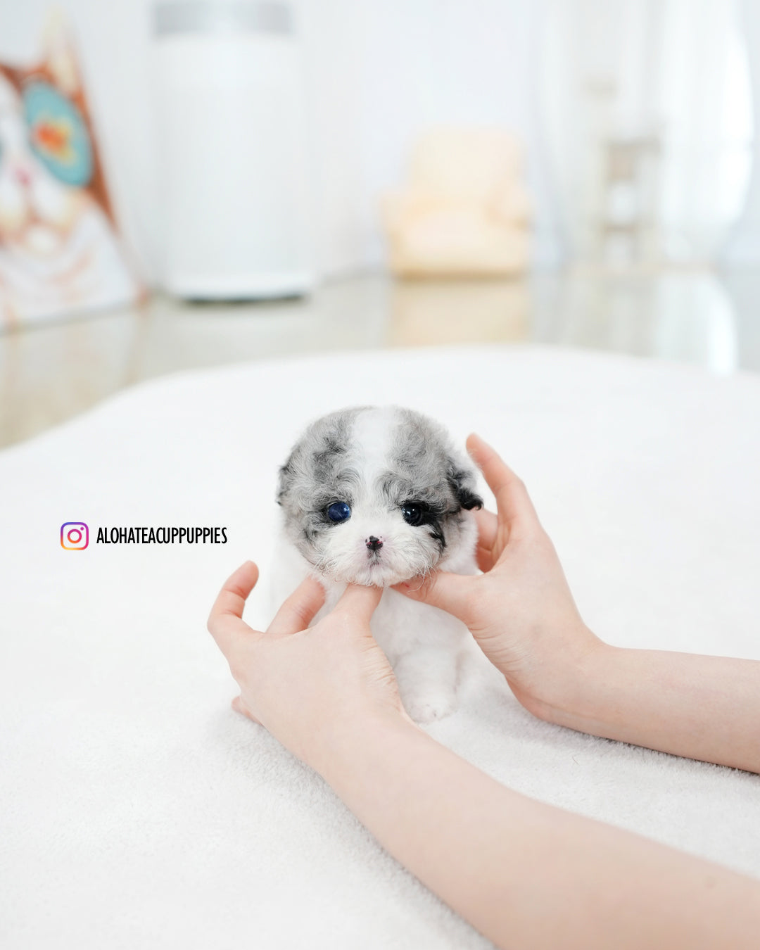 Chloe [TEACUP MALTIPOO]