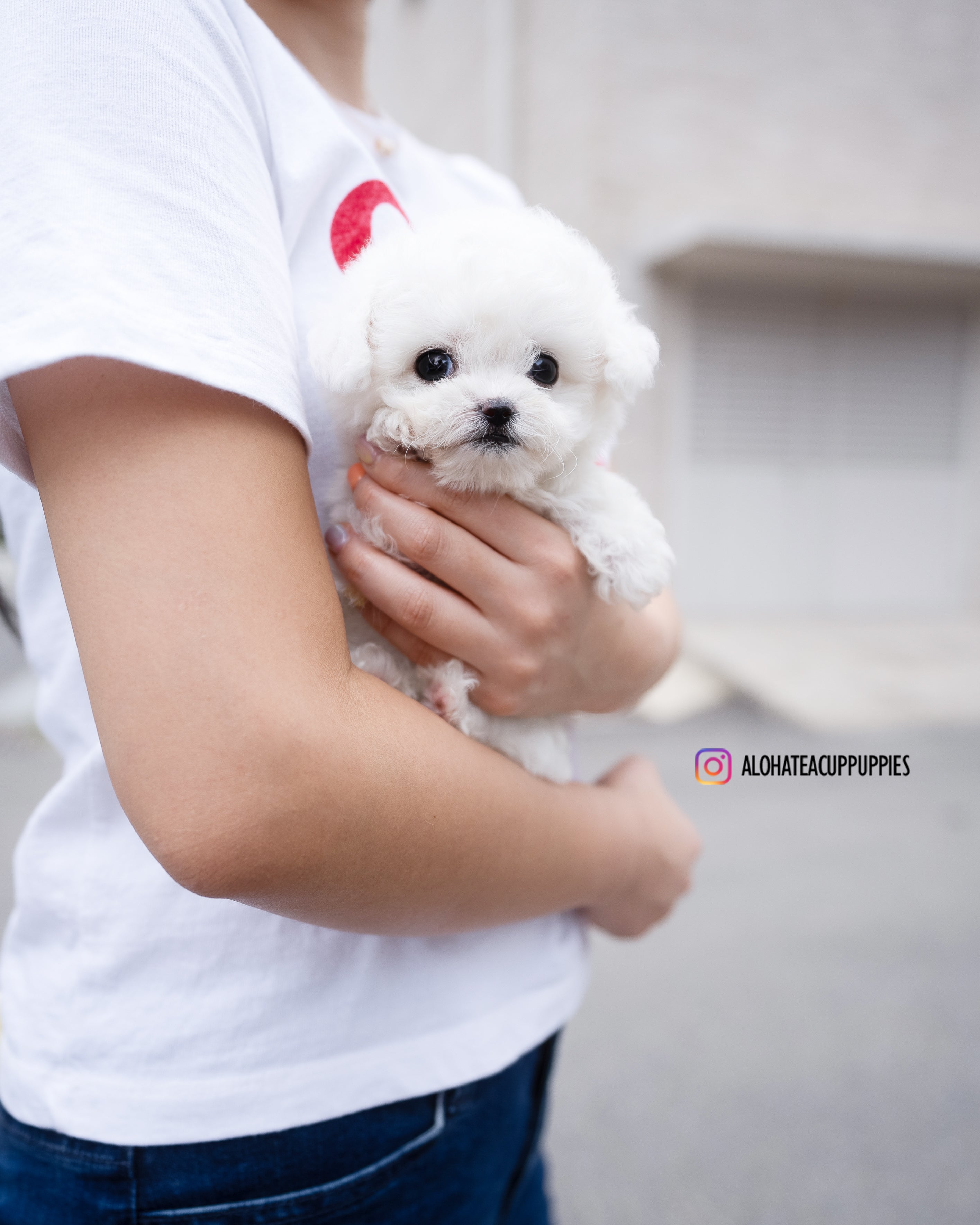 Cody [TEACUP BICHON]