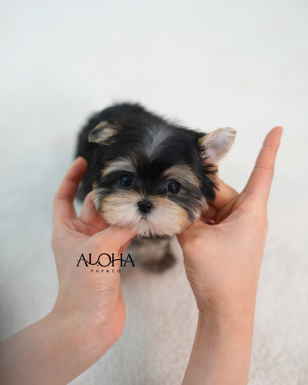 Laya [Teacup Morkie]