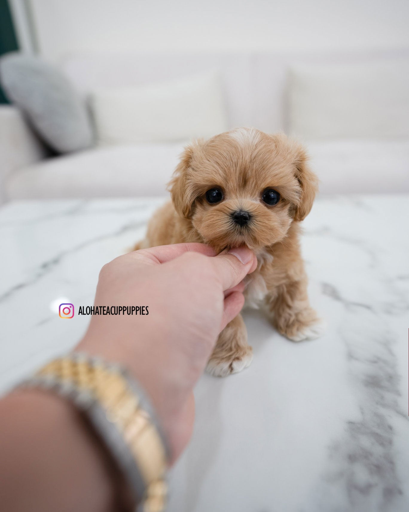 Elio [TEACUP MALTIPOO]