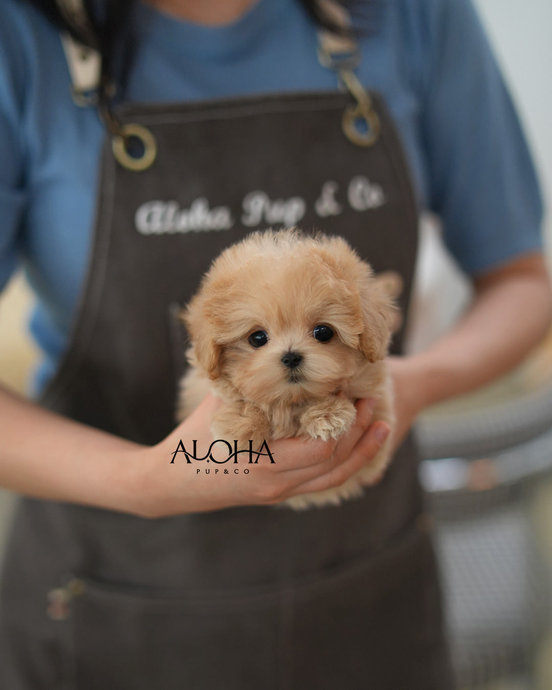 Jay [TEACUP MALTIPOO]