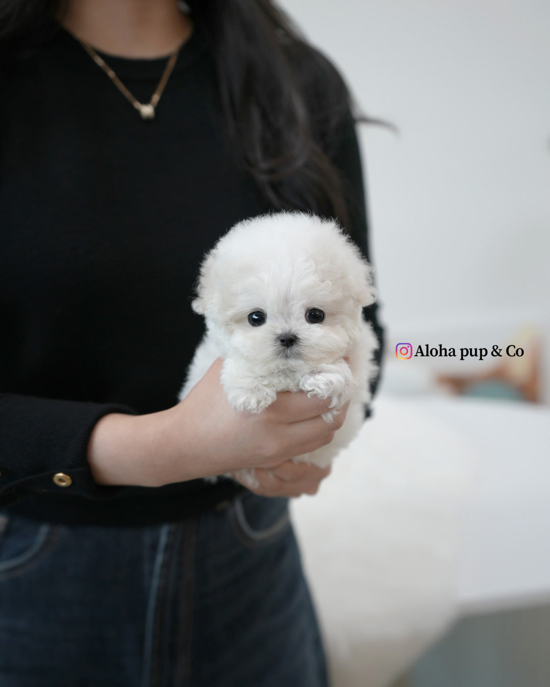 Bubu [TEACUP BICHON]