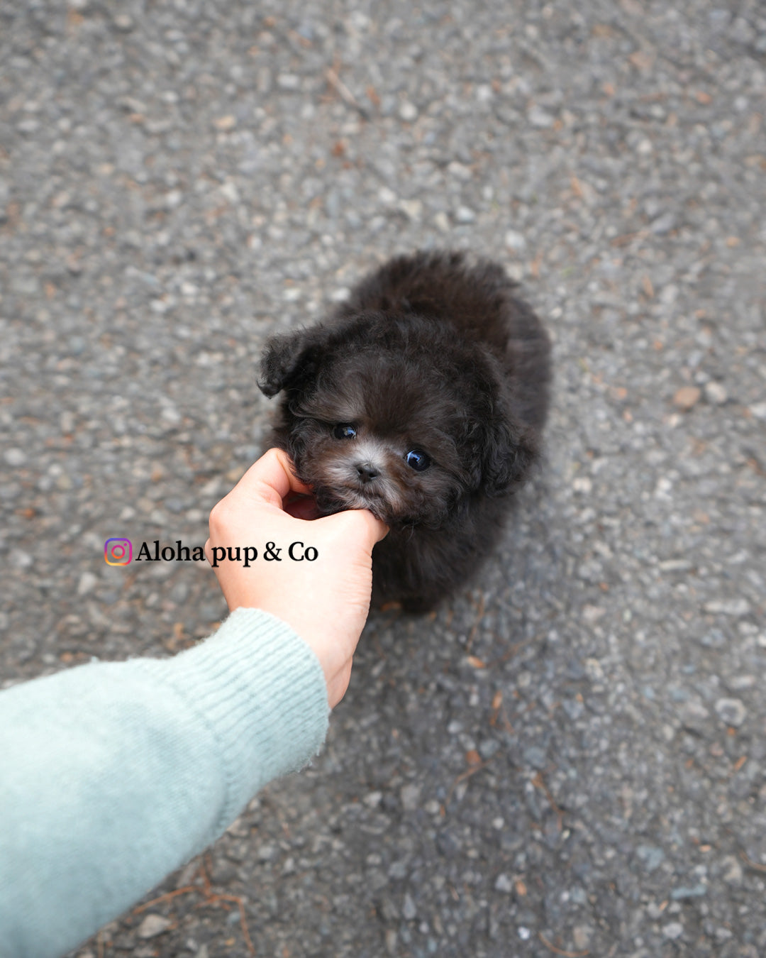 Zadie [TEACUP POODLE]