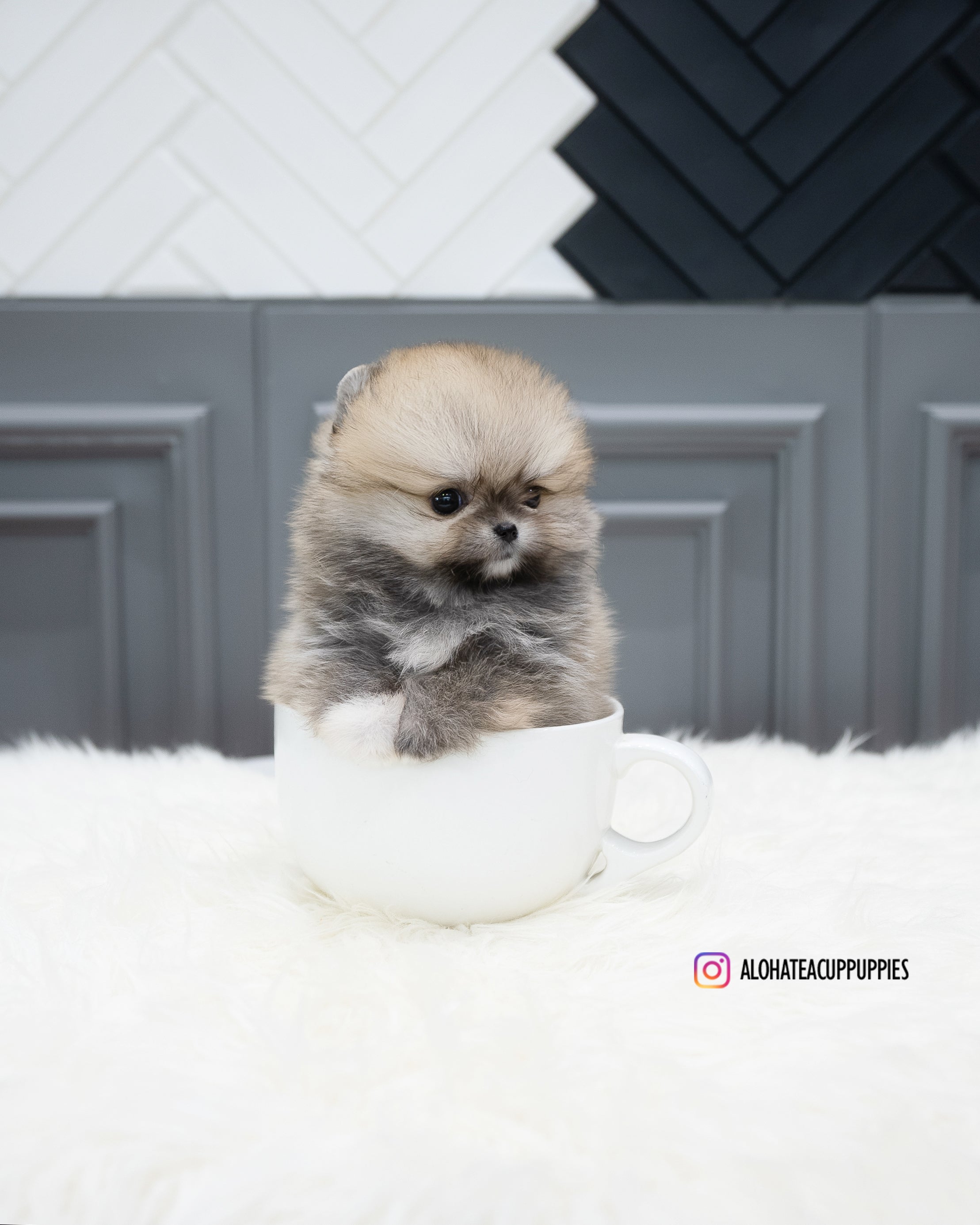 Stacy [POMERANIA TAZA DE TÉ]