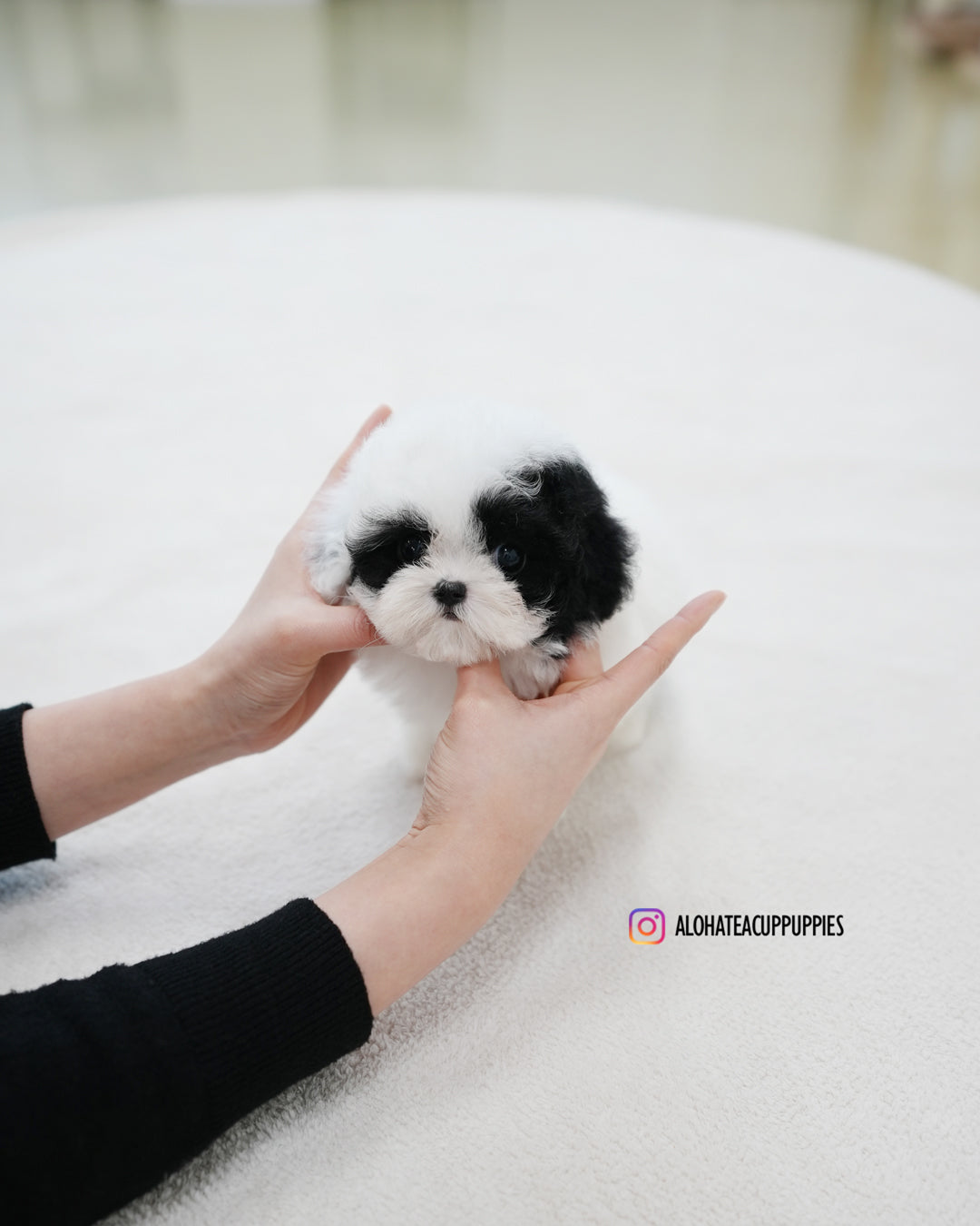 Rocky [TEACUP POODLE]