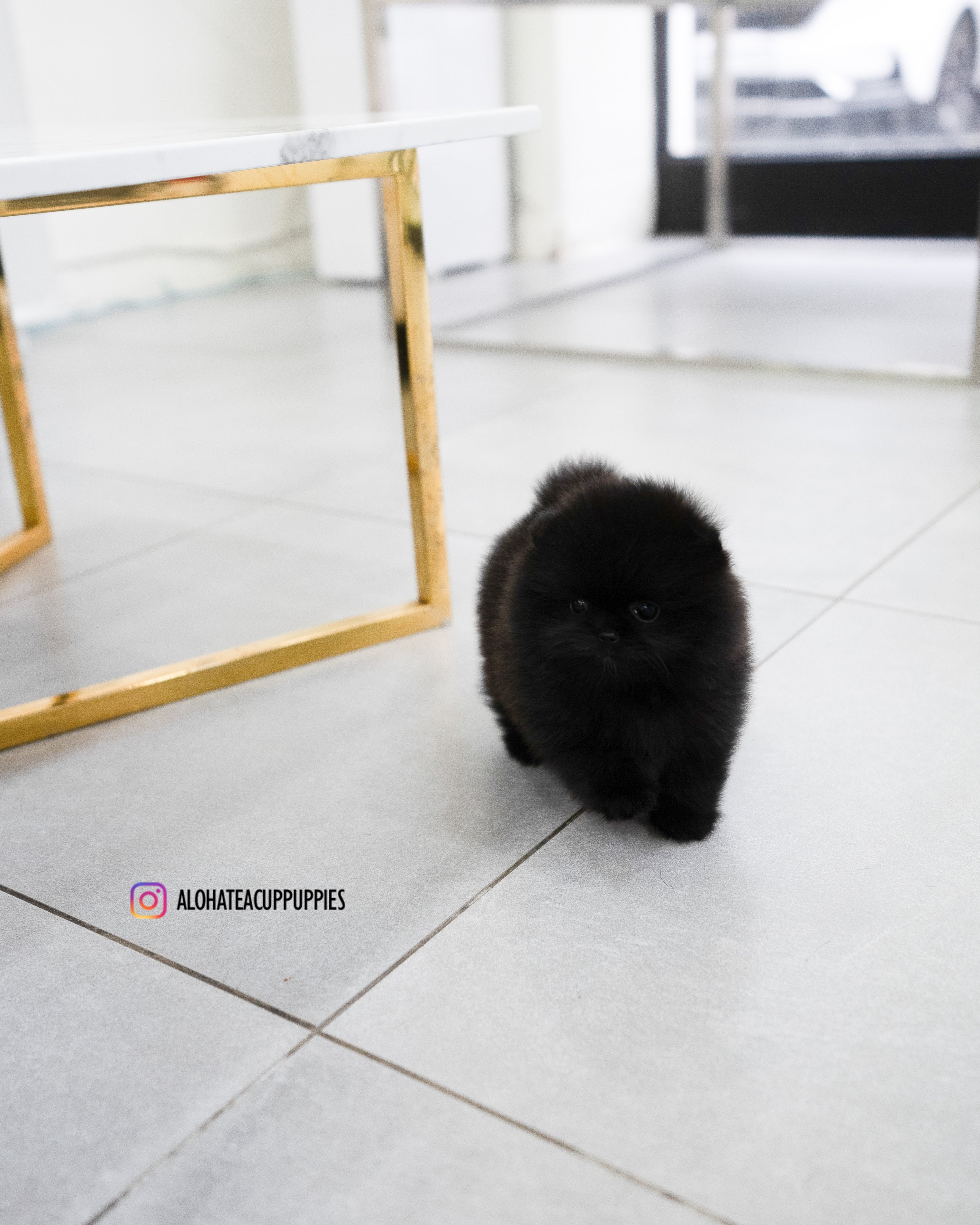 玛戈 [茶杯博美犬]