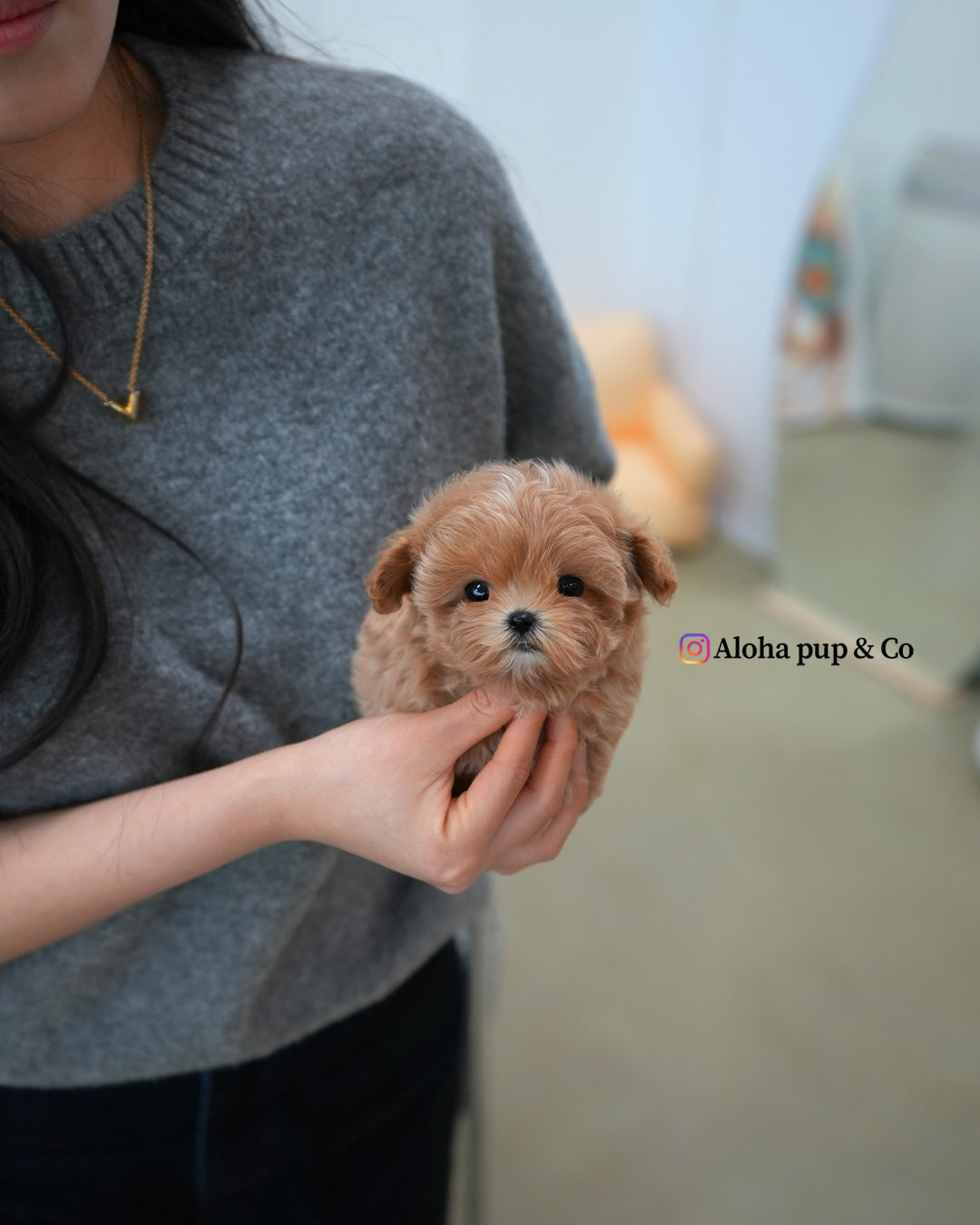 Nala [TEACUP MALTIPOO]