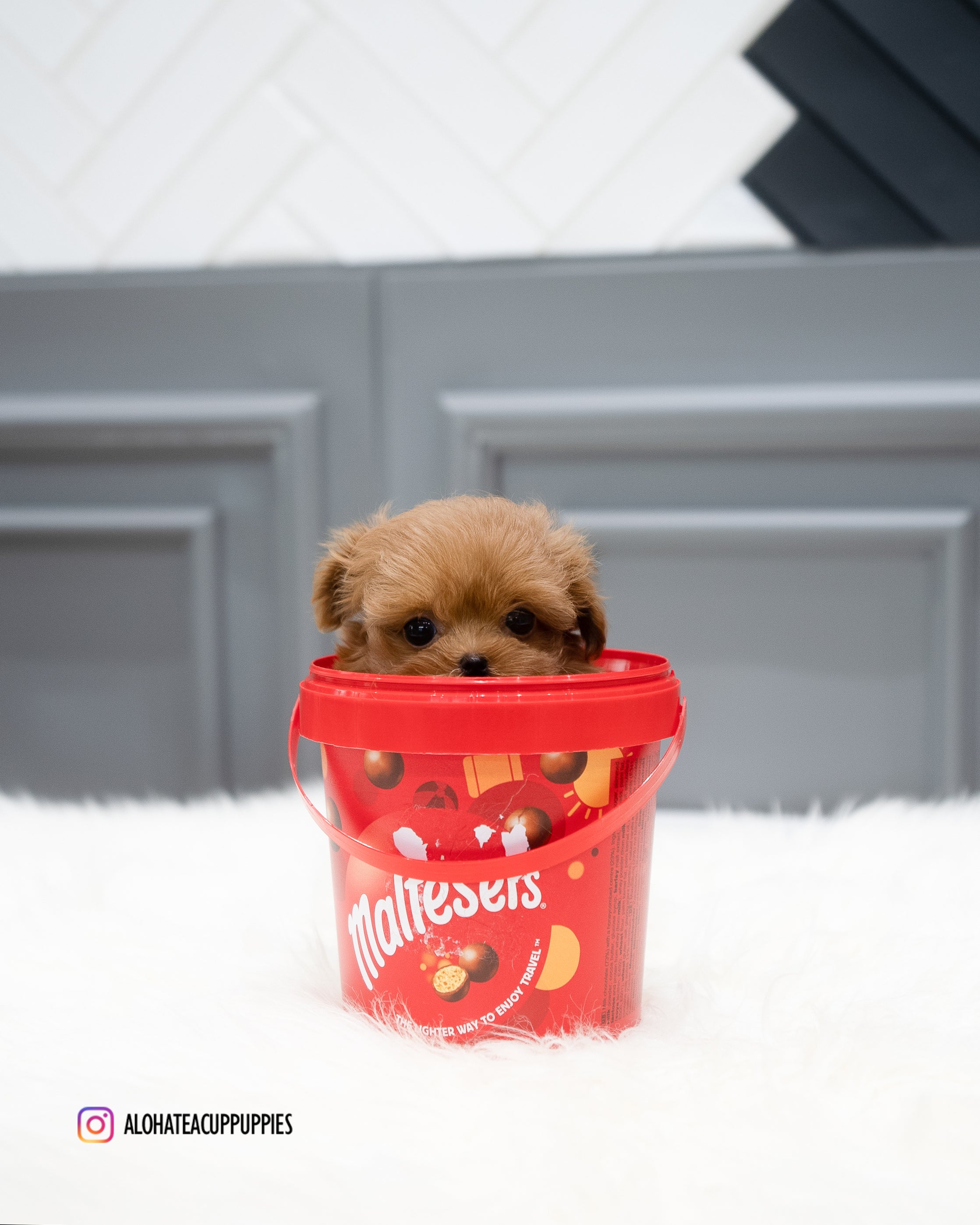 Nova [TEACUP MALTIPOO]
