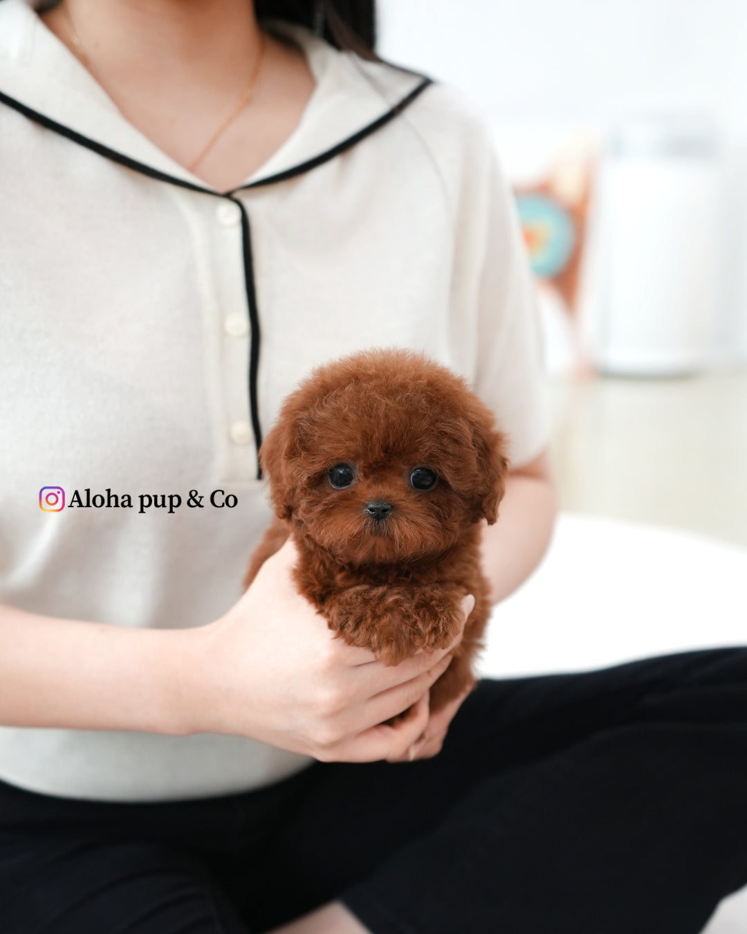 Macaron [TEACUP POODLE]