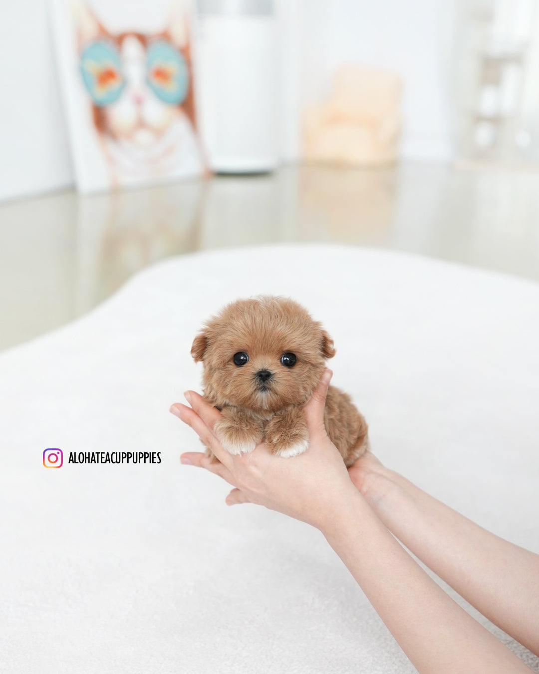 Vivian [TEACUP MALTIPOO]