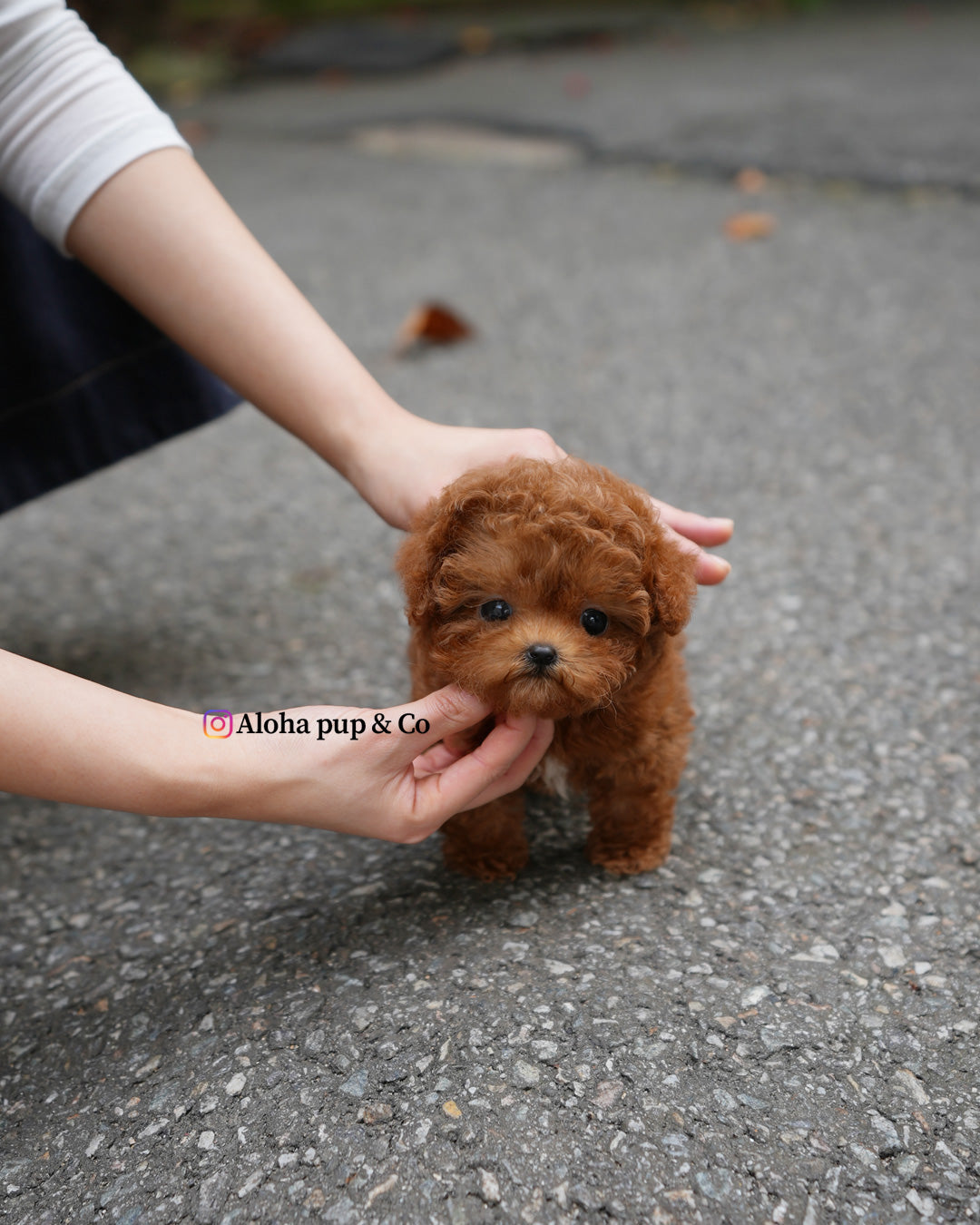Dan [TEACUP POODLE]