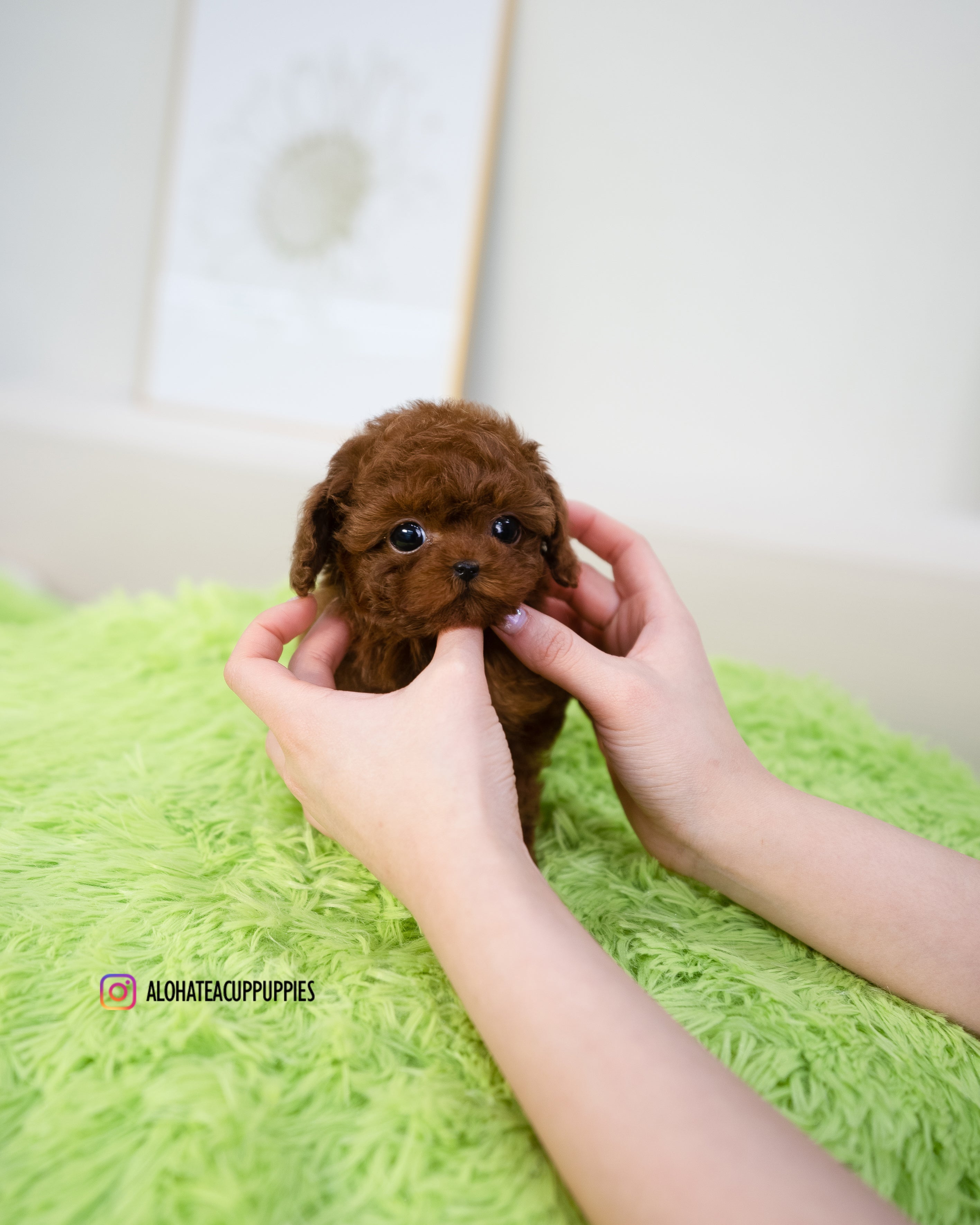 Cora [TEACUP POODLE]