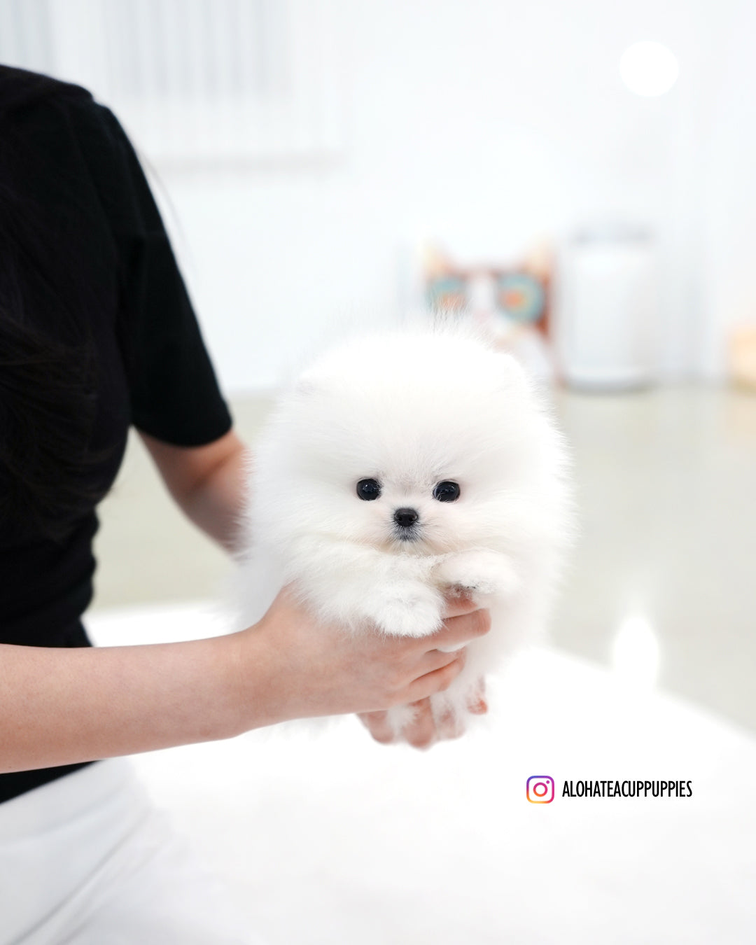 Sienna [POMERANIA TAZA DE TÉ]