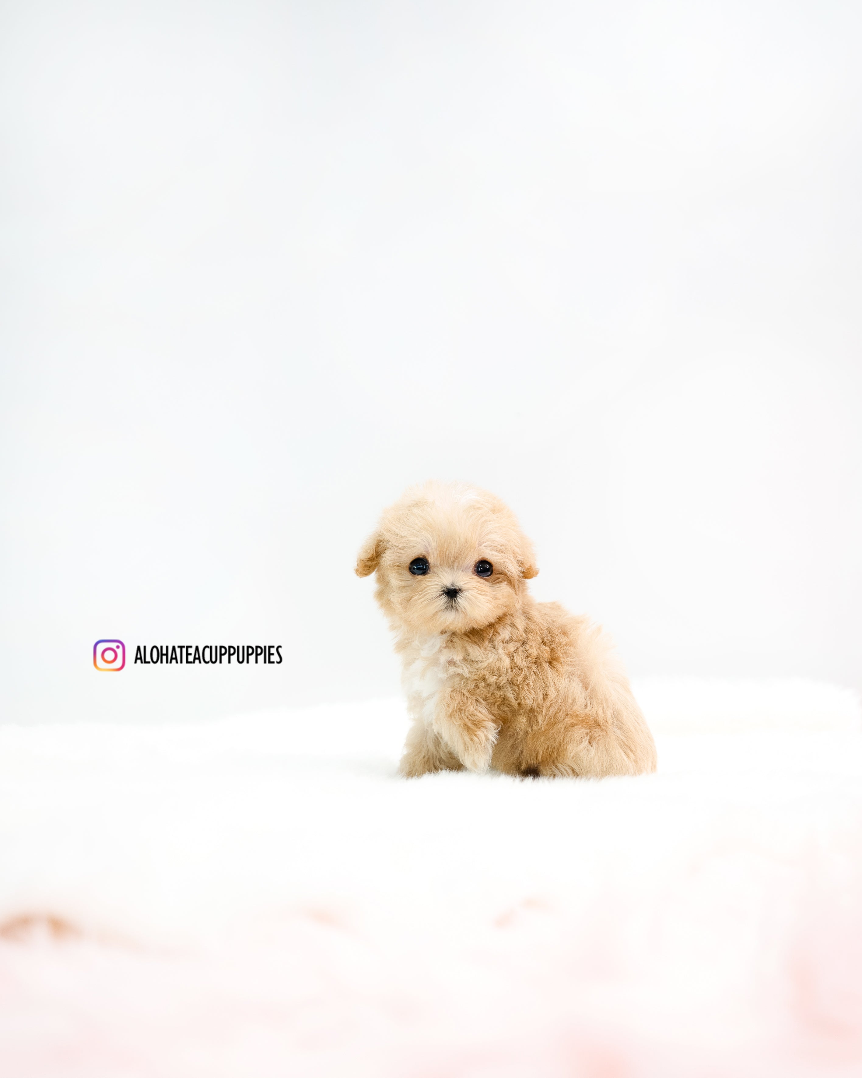 Oscar [TEACUP MALTIPOO]